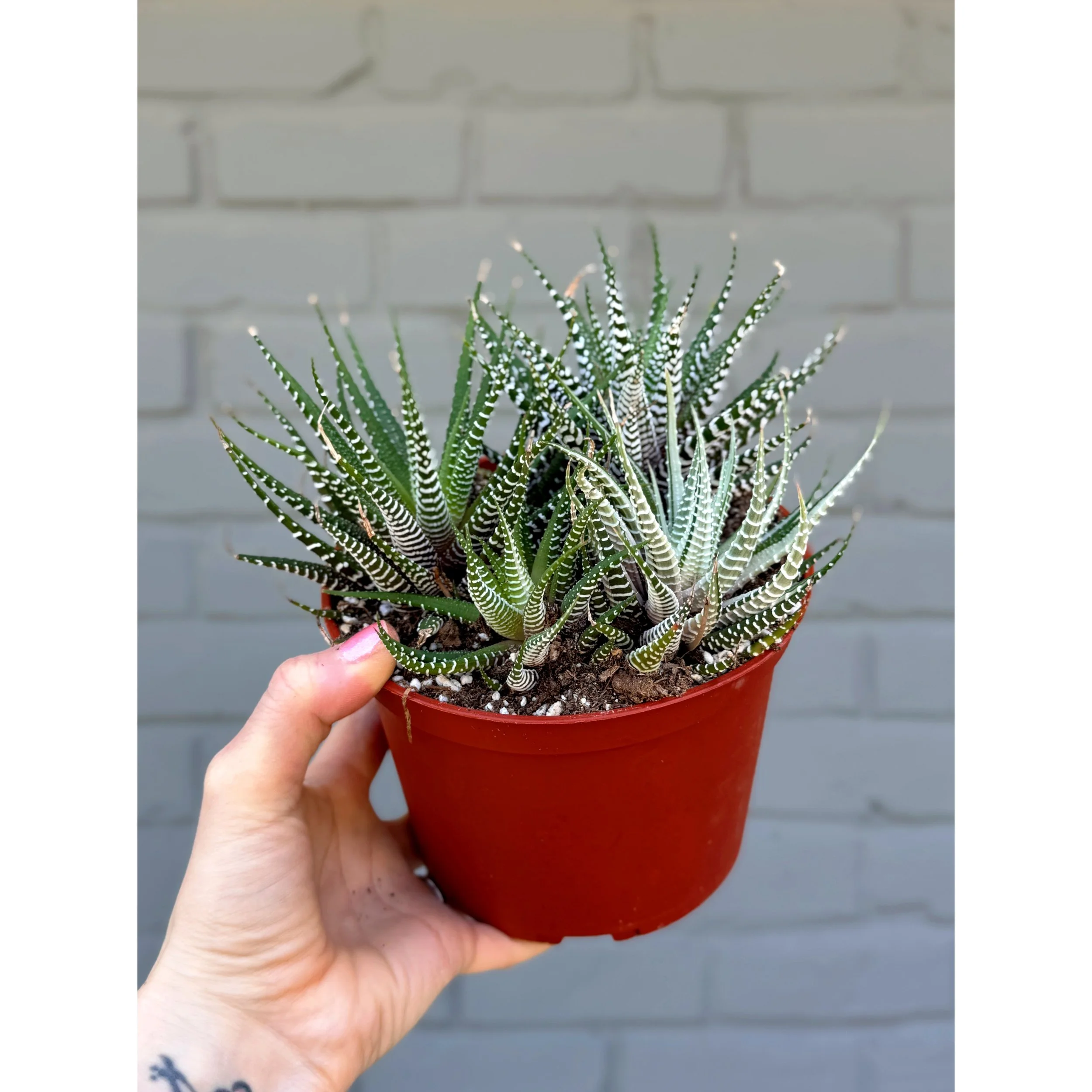 Haworthia Fasciata Mixed Variegated Pot
