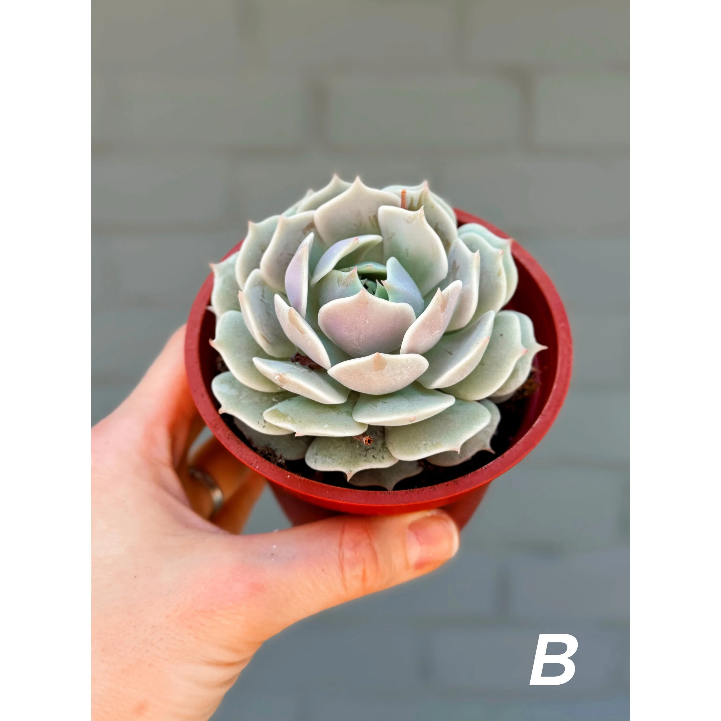 B - Echeveria Lola