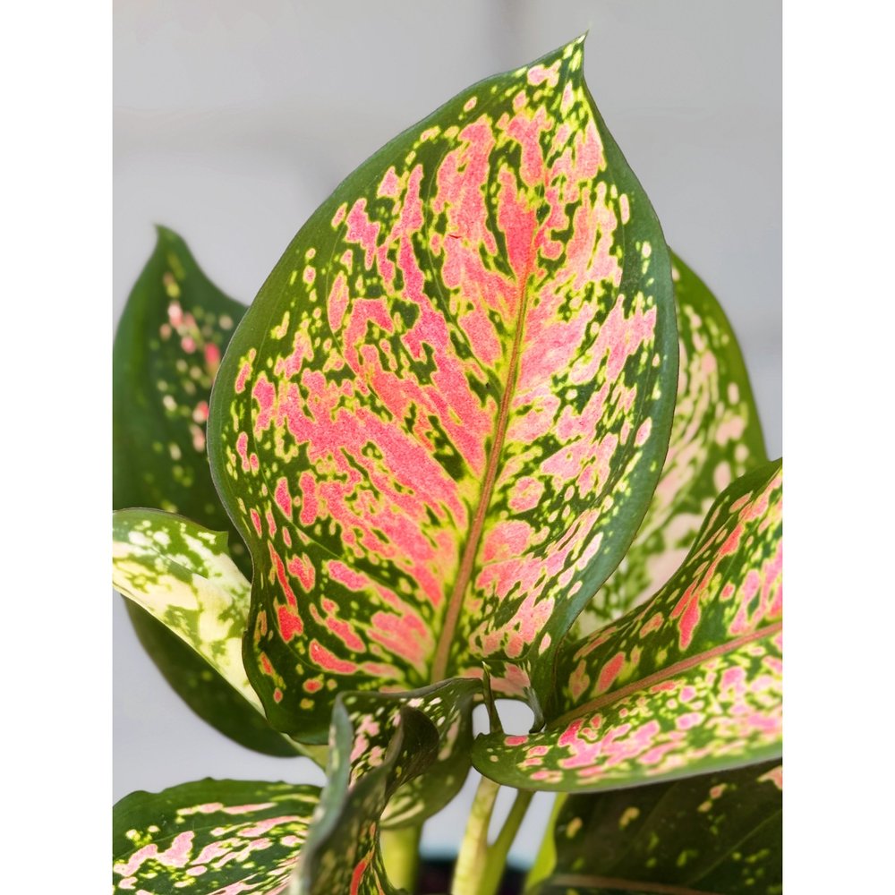 bj freeman aglaonema AGLAONEMA 'BJ FREEMAN' 10" Grower Pot  Dynasty Plants