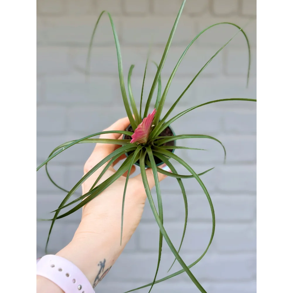 Tillandsia Cyanea 'Pink Quill' Bromeliad  Stayin' Alive Succulents