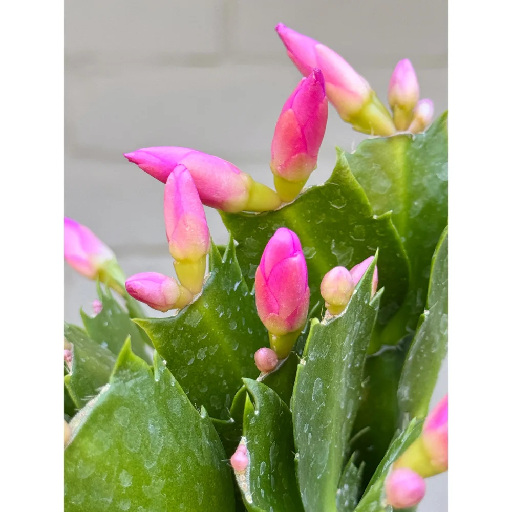 Holiday Cactus 'Thor Keri' (Warm Pink Blooms) 4