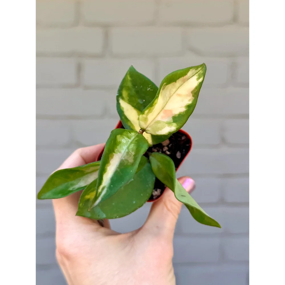 Hoya Krimson Princess 2