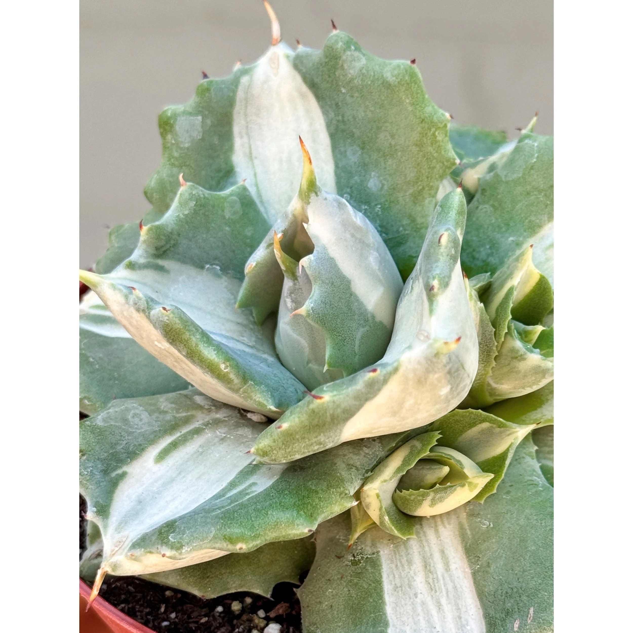 Agave Isthmensis f. Mediopicta Alba 'Variegated Dwarf Butterfly Agave'