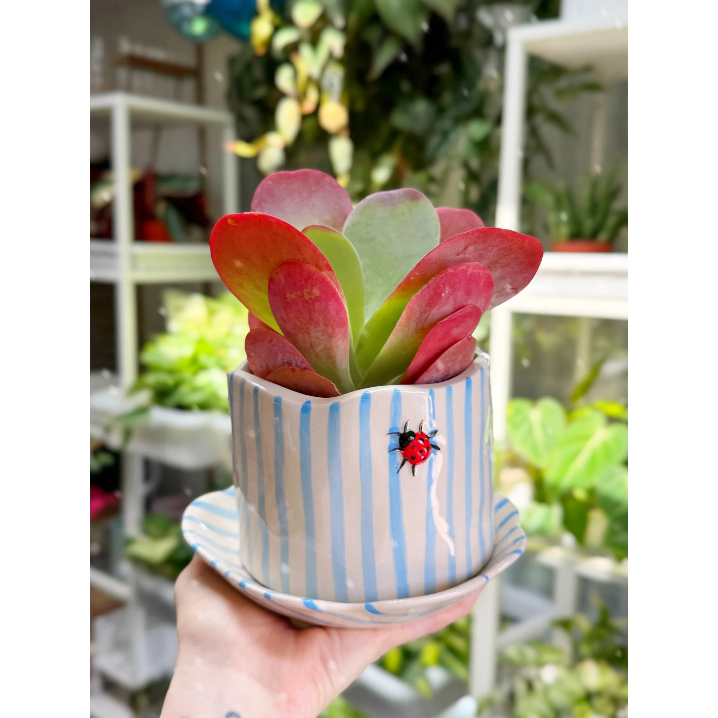 Kalanchoe Luciae 'Flapjack' in Ladybug Pot
