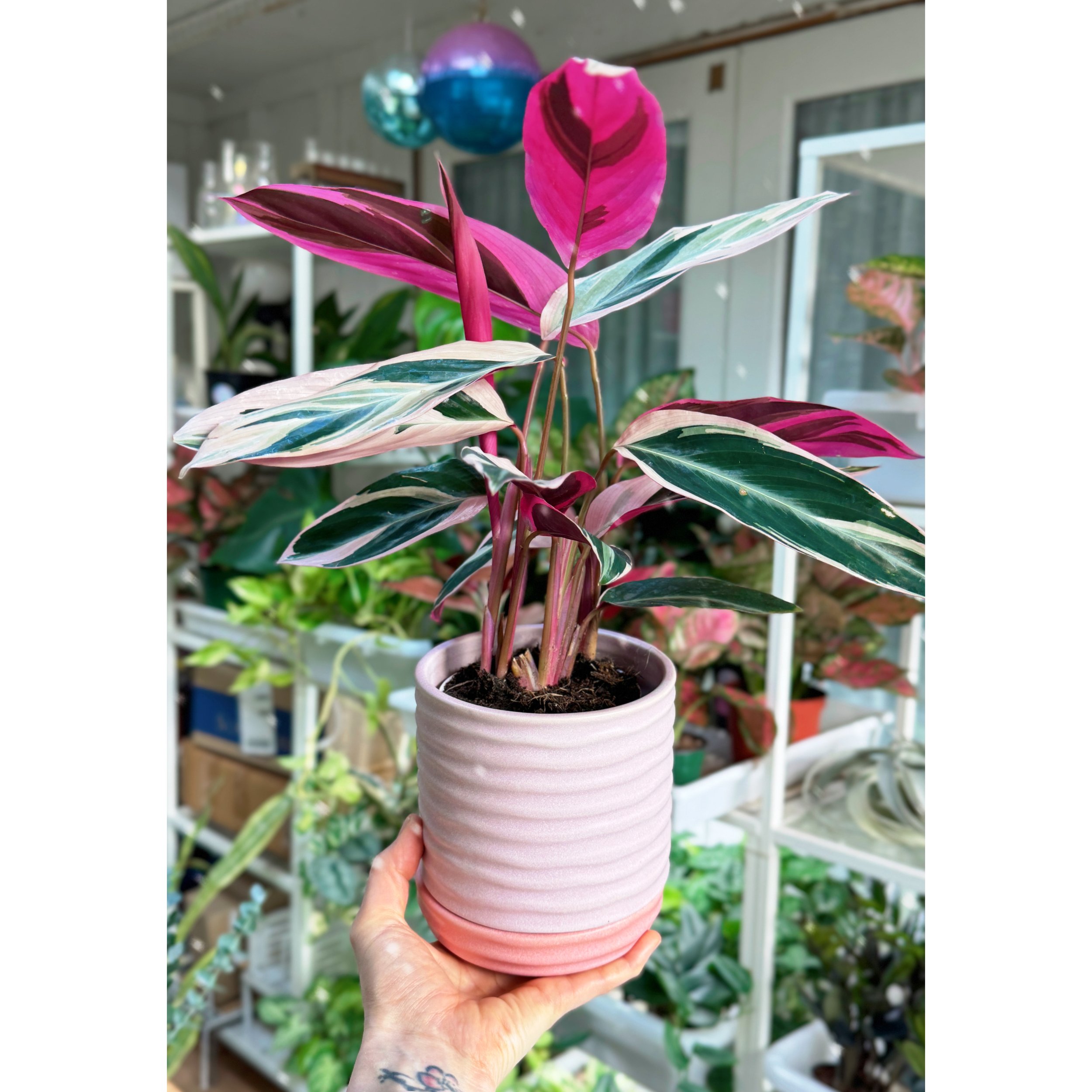 Stromanthe Triostar in Manitoba Lilac and Pink Pot