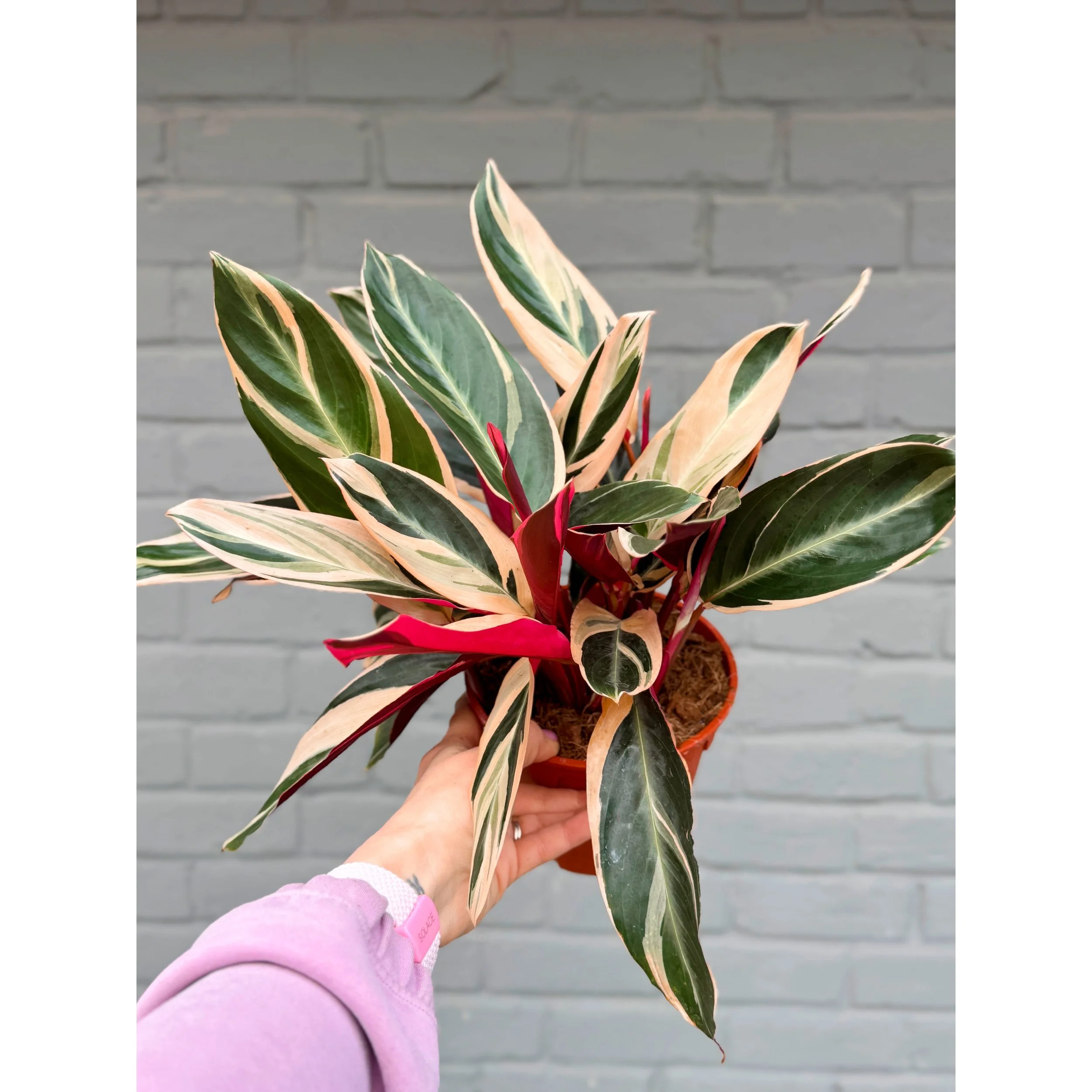Stromanthe 'Triostar' Prayer Plant