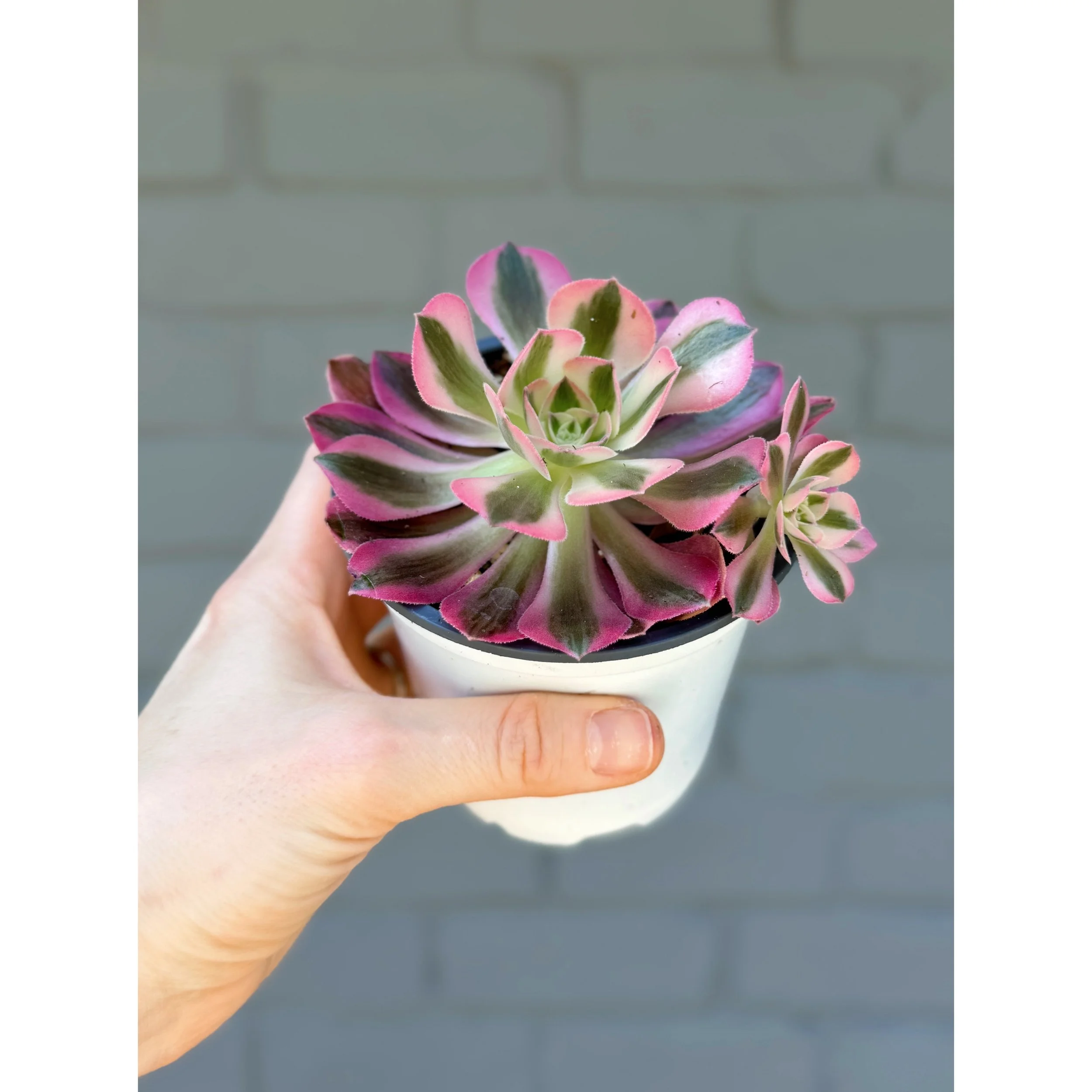Aeonium 'Pink Witch'