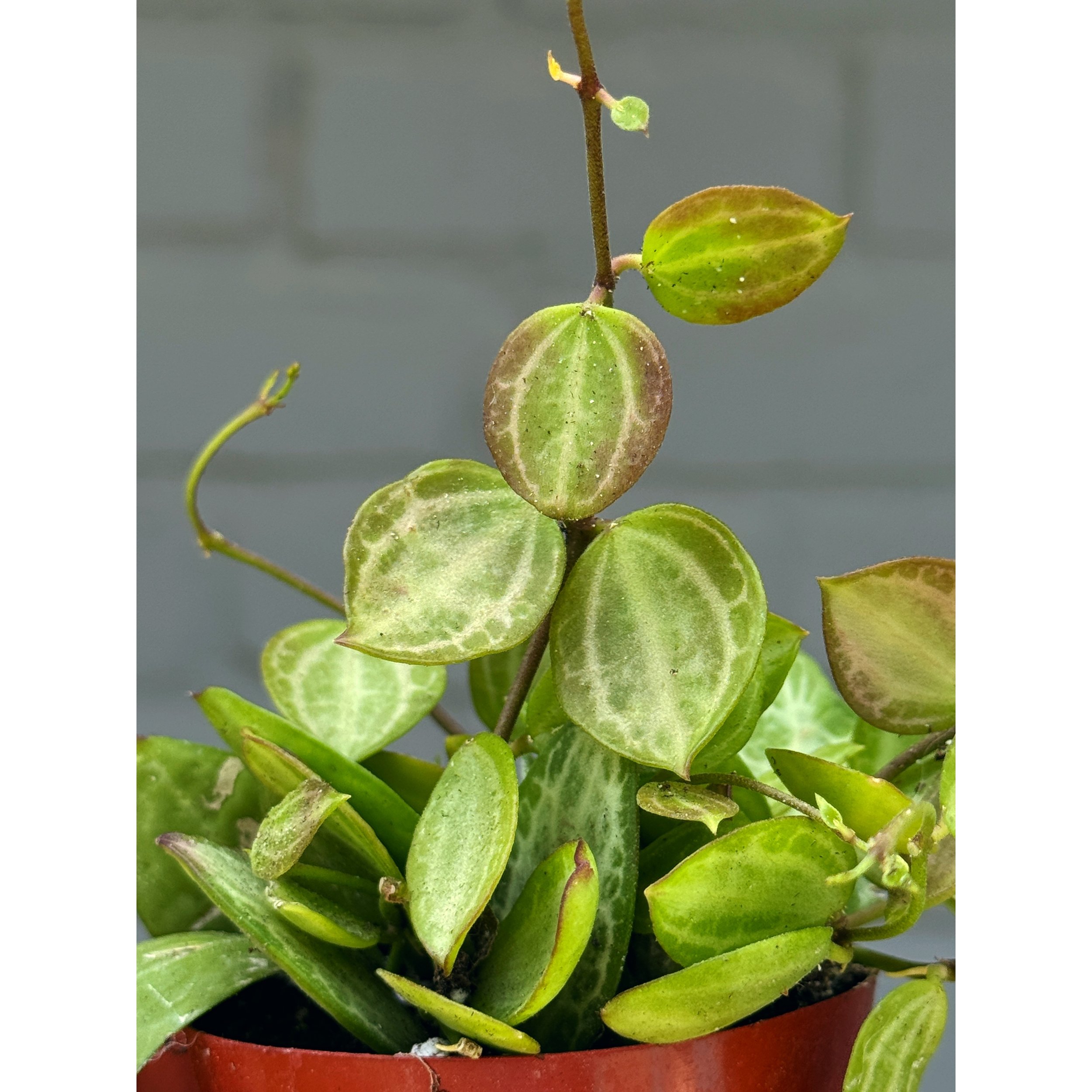 Dischidia Ovata 'Watermelon'
