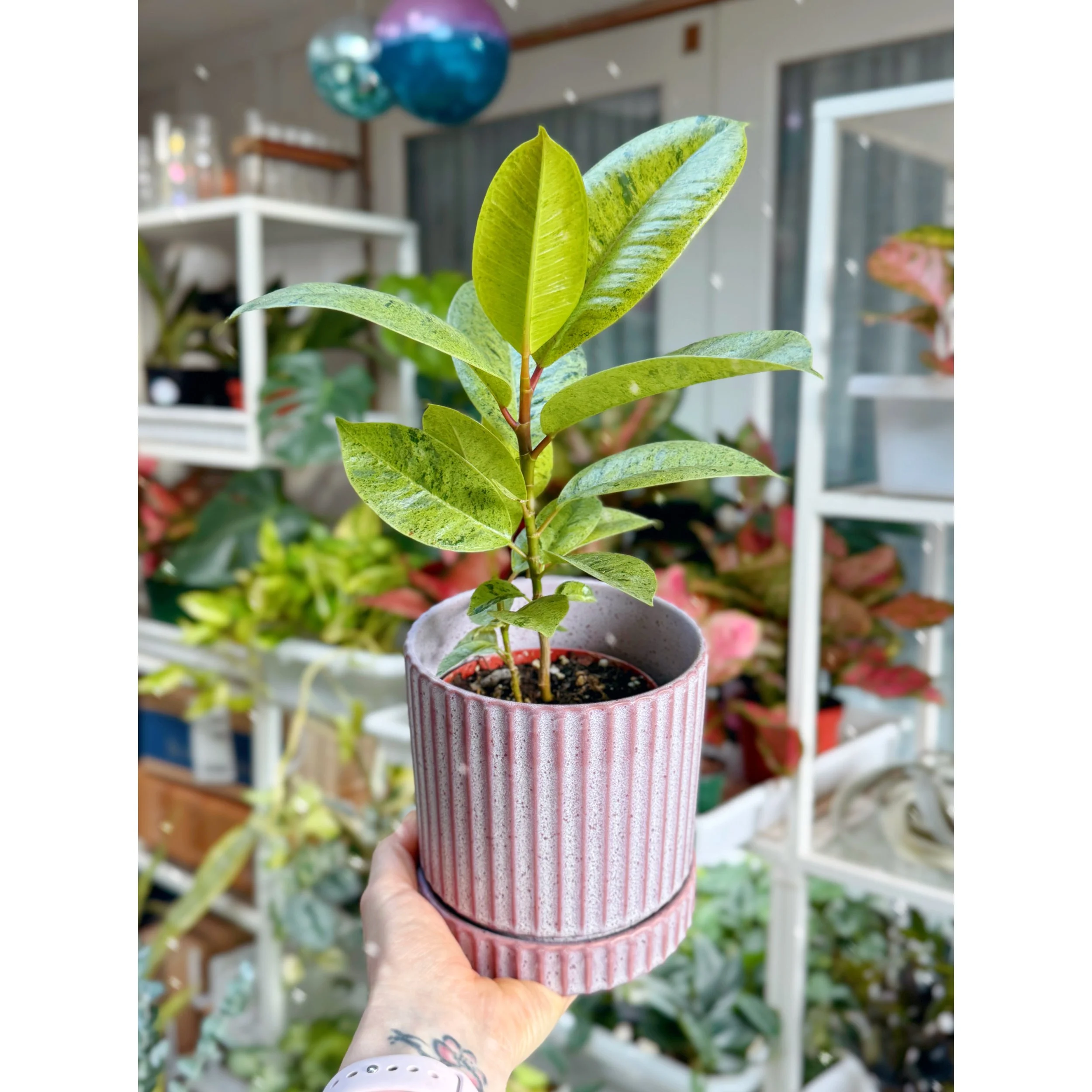 Ficus 'Shivereana' in Lilac Los Feliz Pot