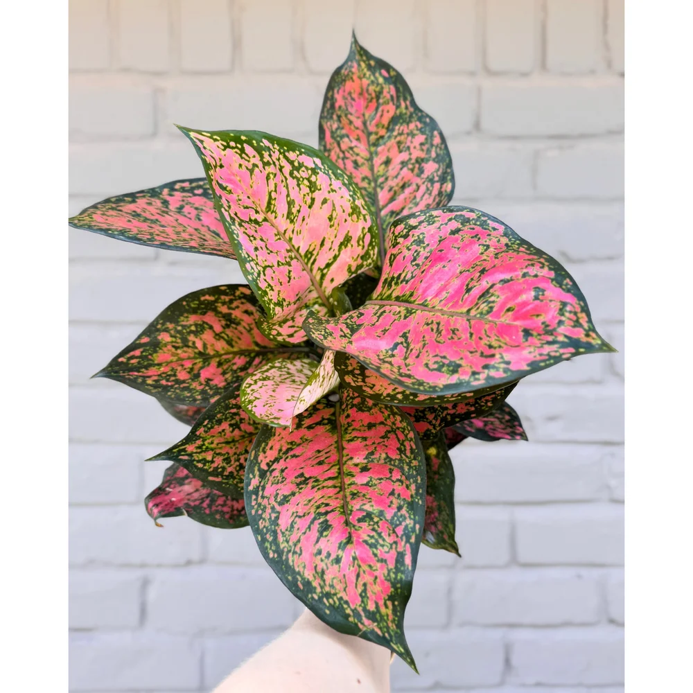 Aglaonema Hybrid 'Wishes' 6