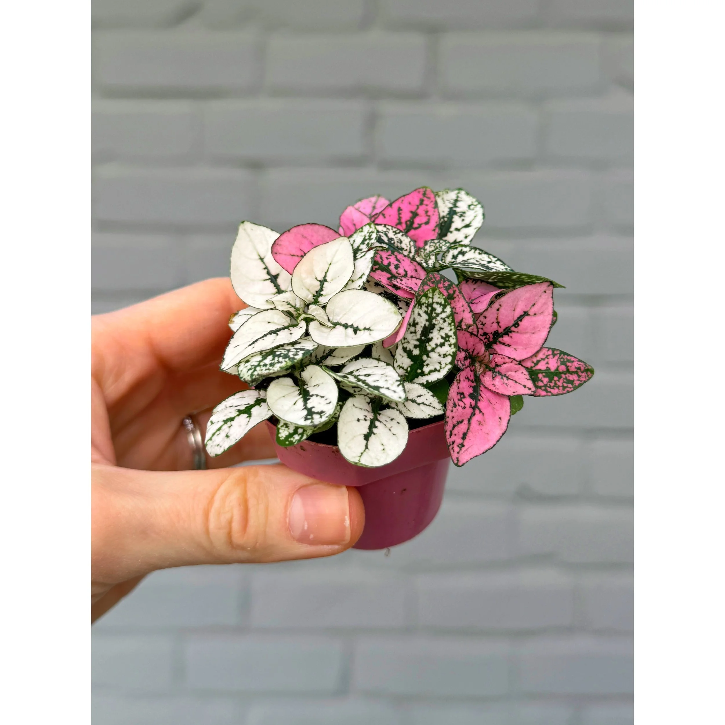 Hypoestes Phyllostachya Splash 'Polka Dot Plant' White and Pink