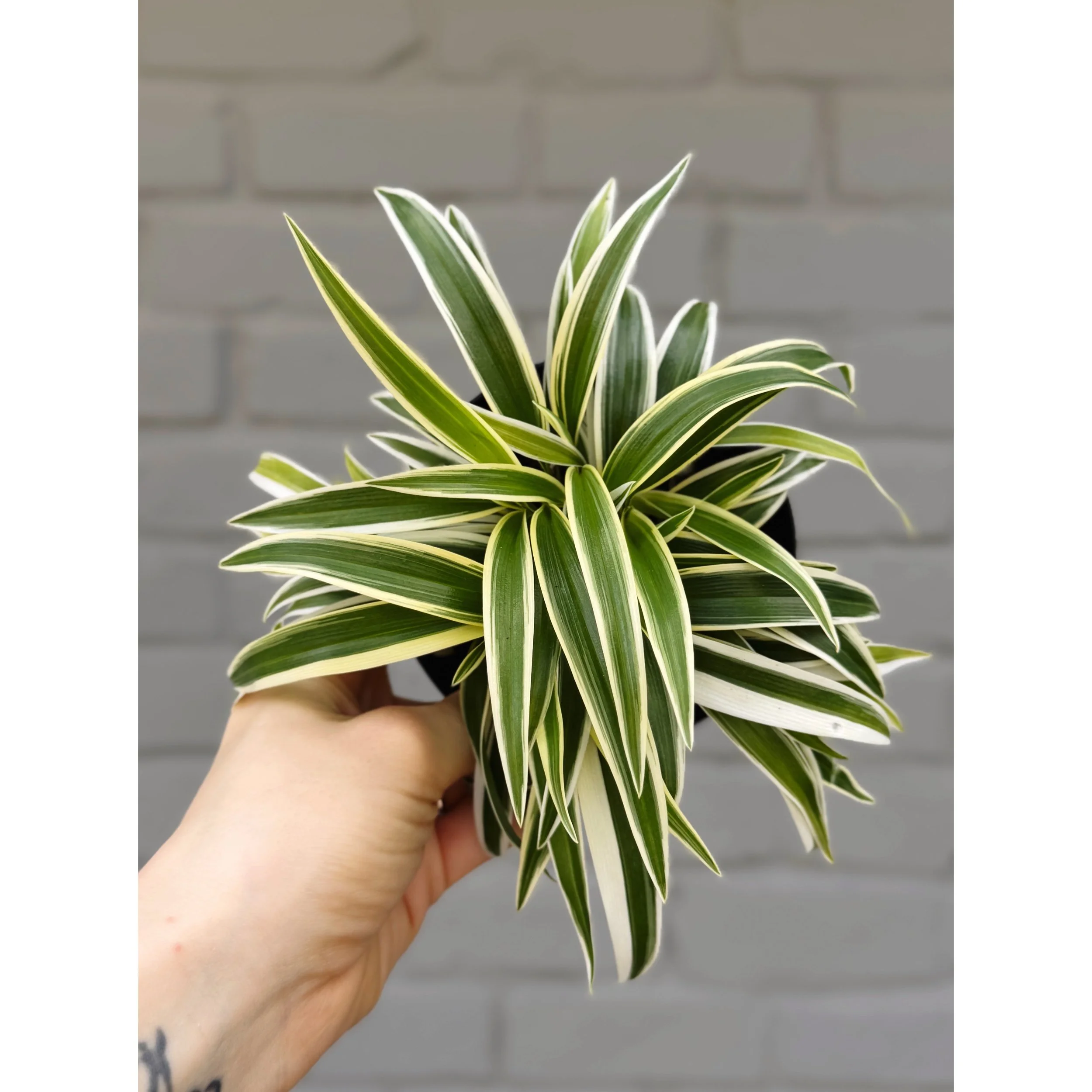 Chlorophytum Comosum 'Ocean' (Outer Variegated) Spider Plant