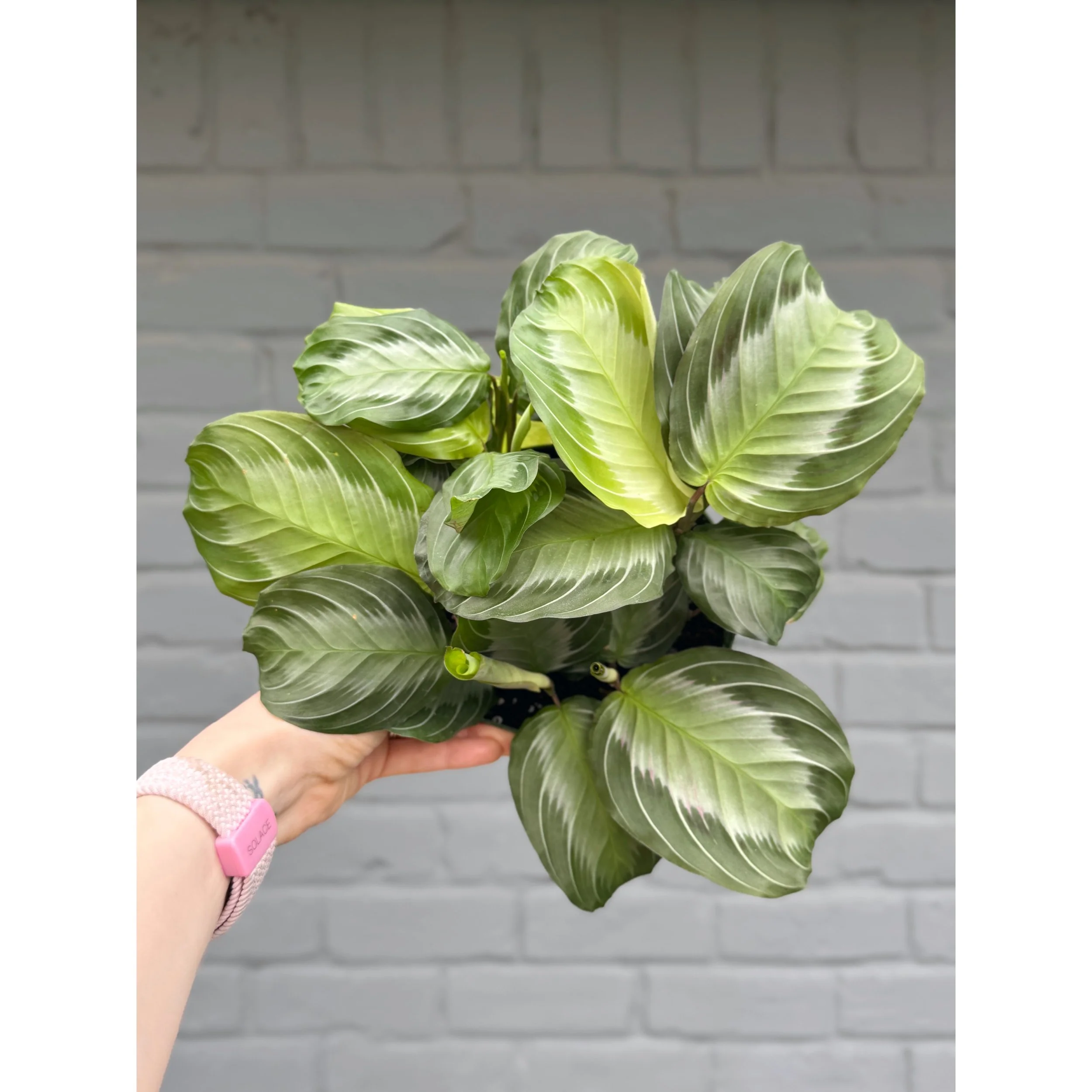Maranta Leuconeura 'Silver Band' 6"