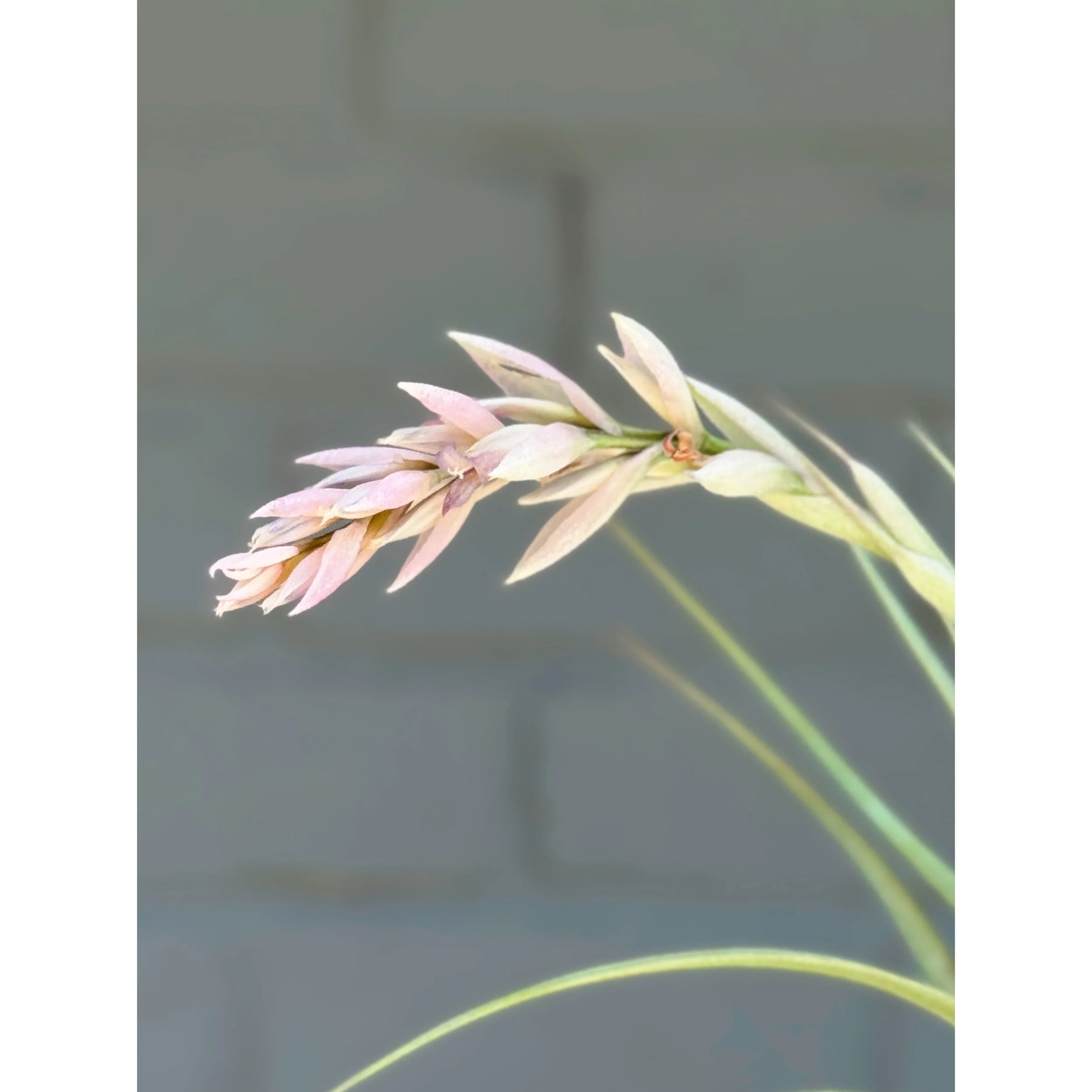 Tillandsia Stricta Hybrid - Pink Blooms (Air Plant)