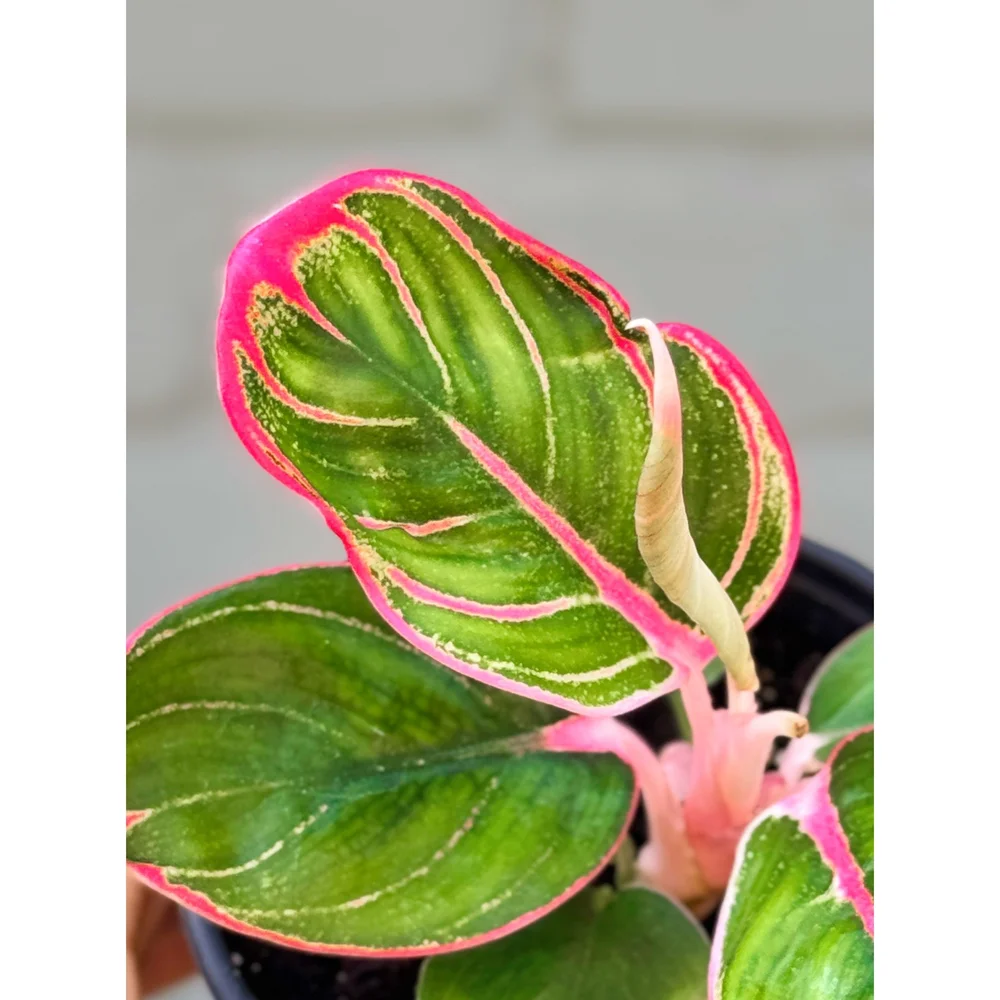 Aglaonema Khanza — Stayin' Alive Succulents