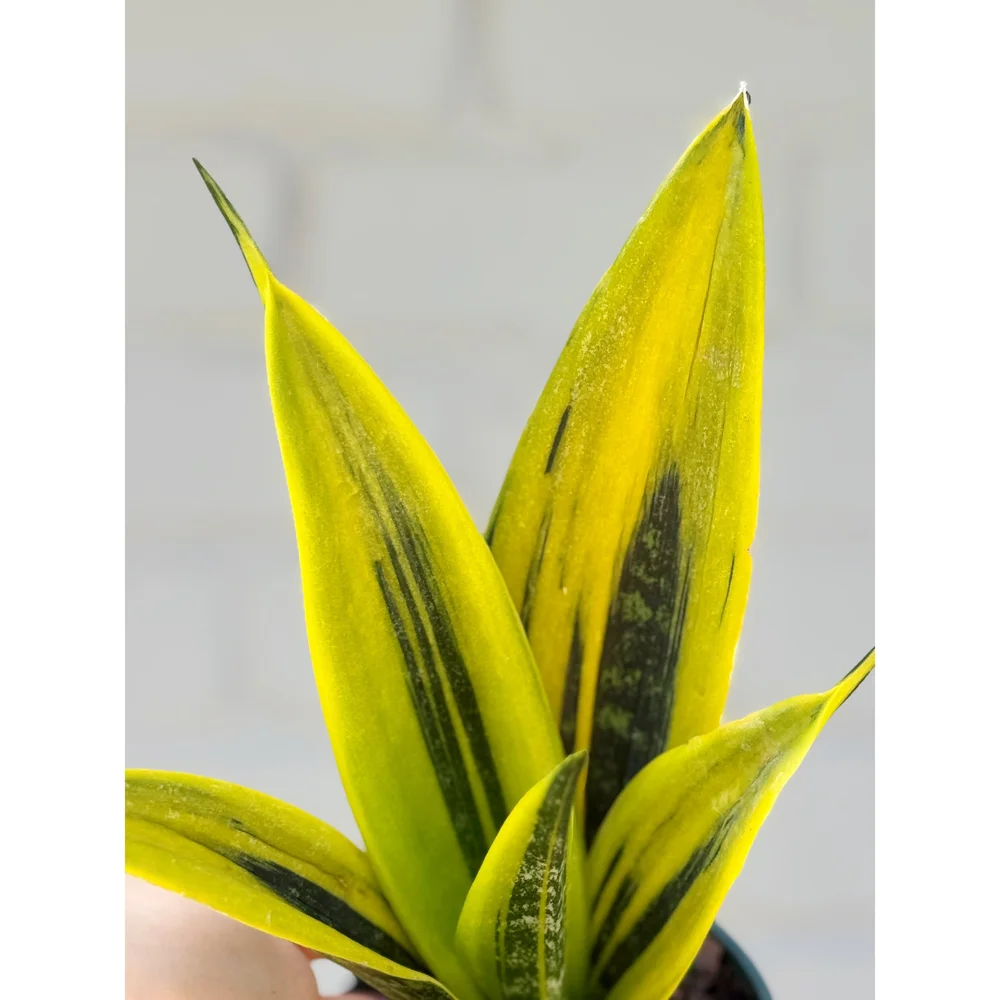 POWERS TO FLOWERS - SANSEVERIA GOLDEN FLAME, 2 PIANTE, vaso 13cm, piante vere