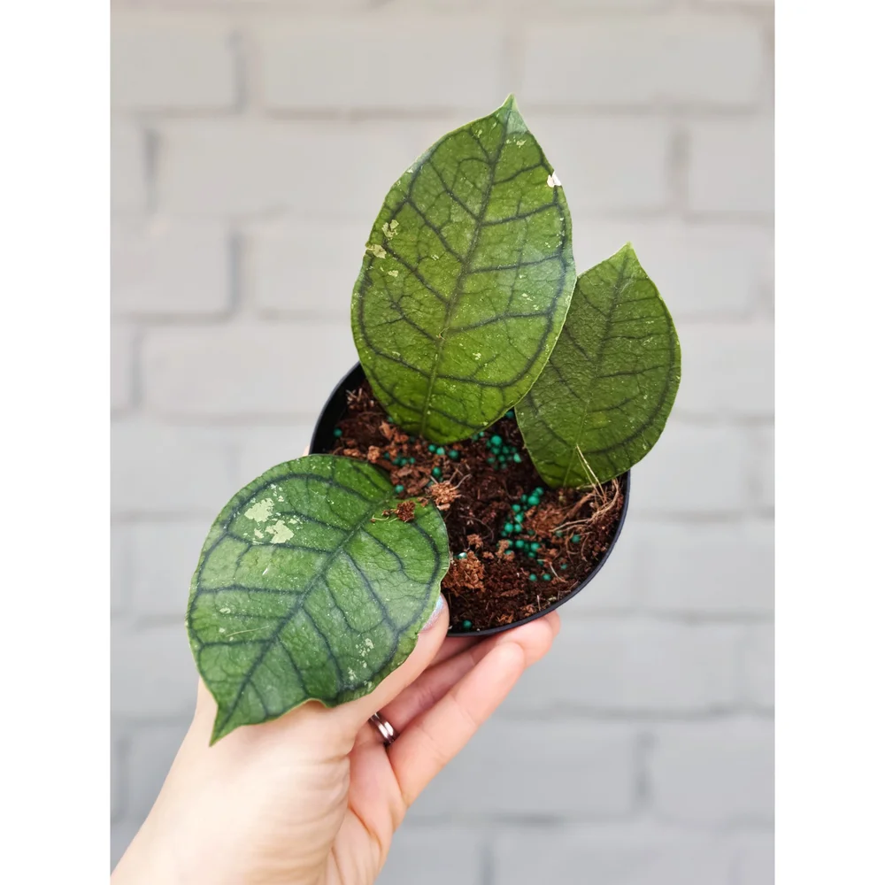 Hoya Callistophylla 'Vena' 4