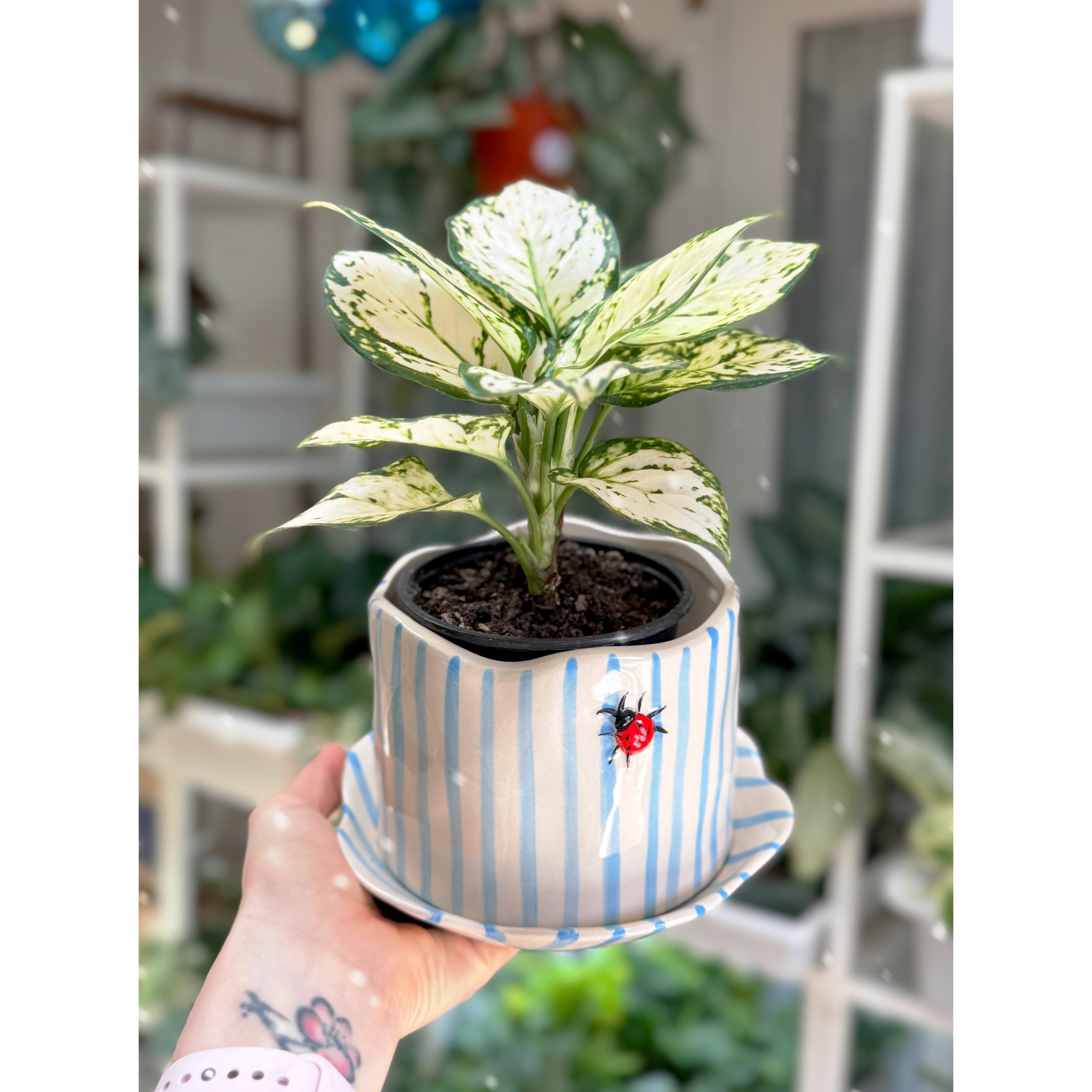 Aglaonema Hybrid 'White Pearl' in Ladybug Pot