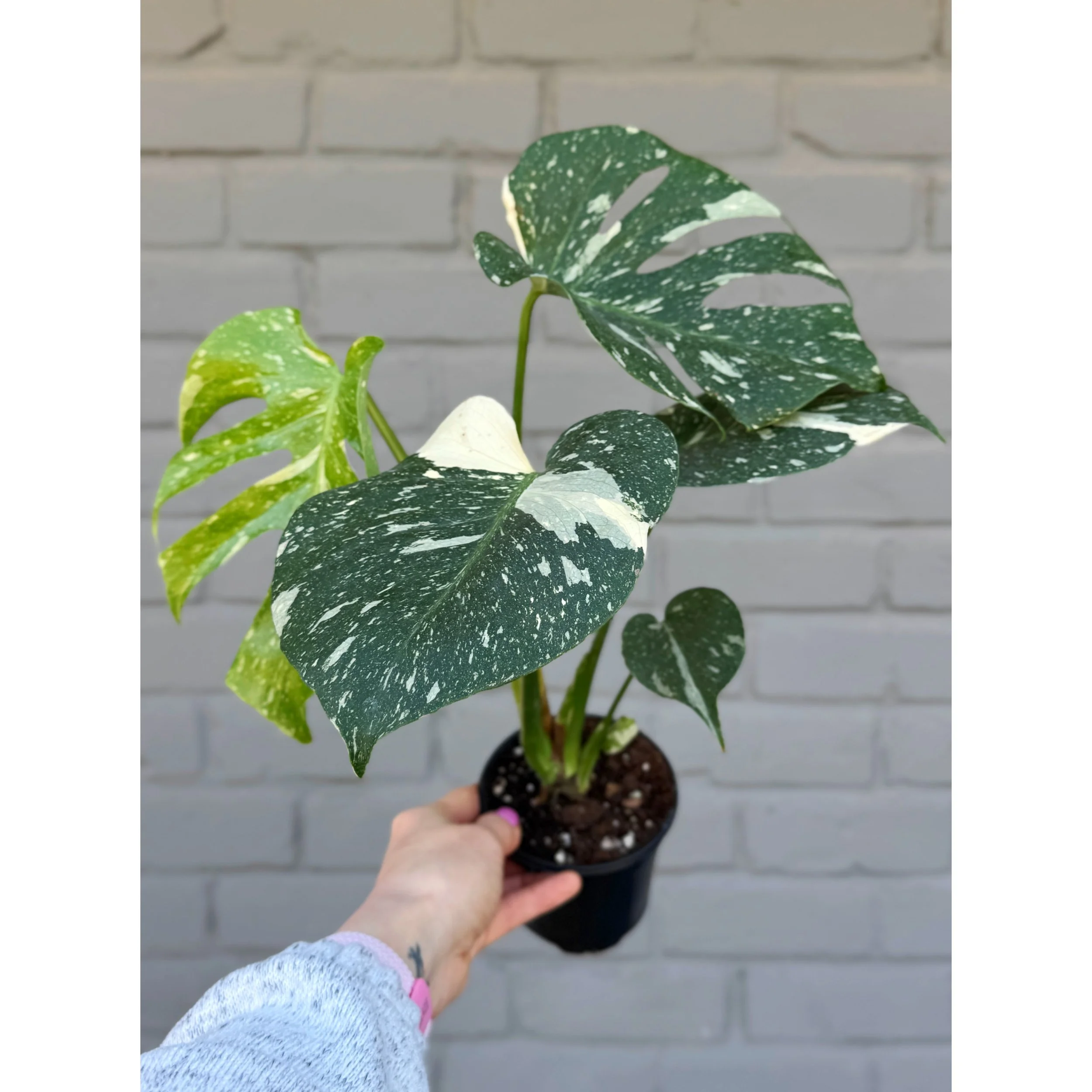 Monstera 'Thai Constellation' 4"