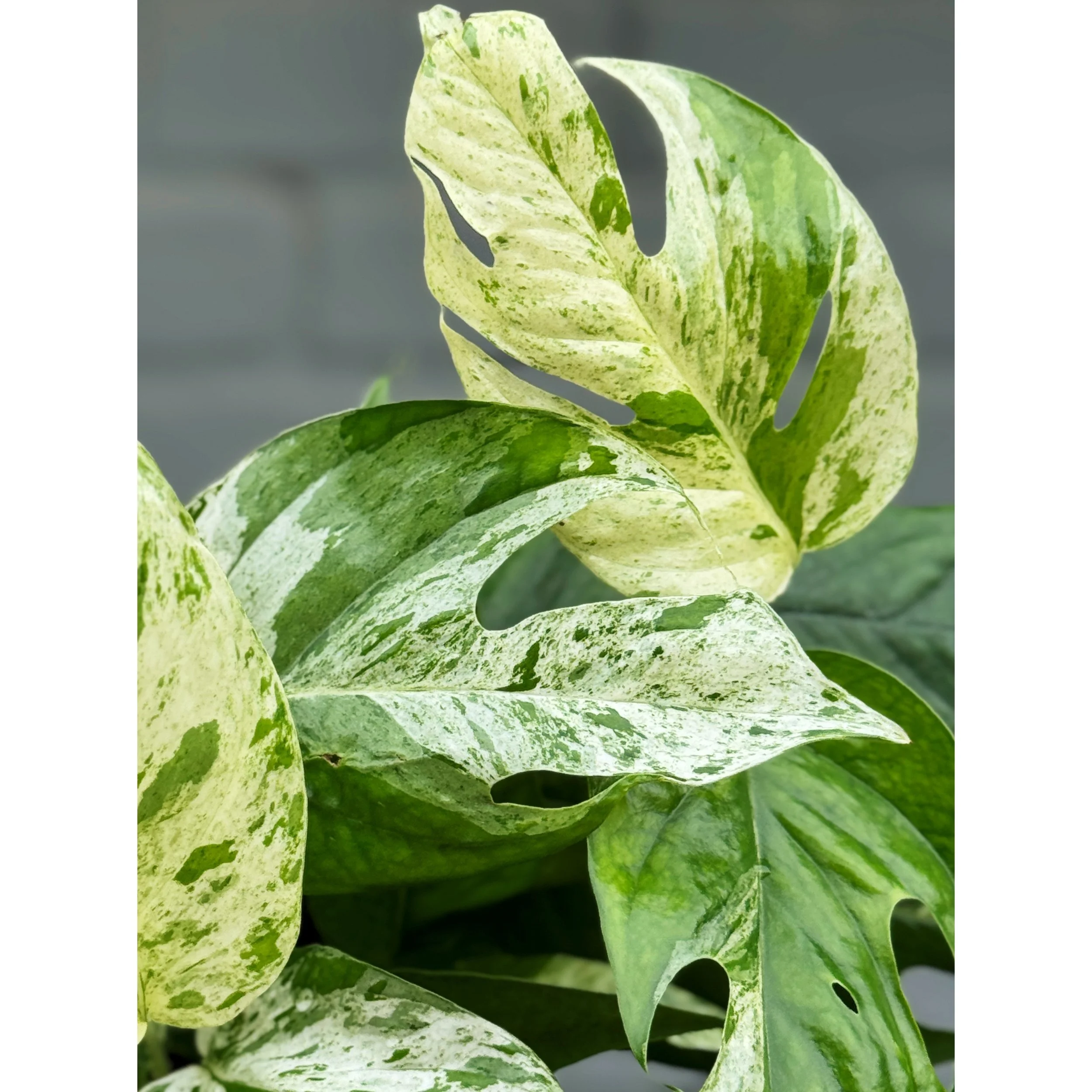 Epipremnum Pinnatum 'Marble'