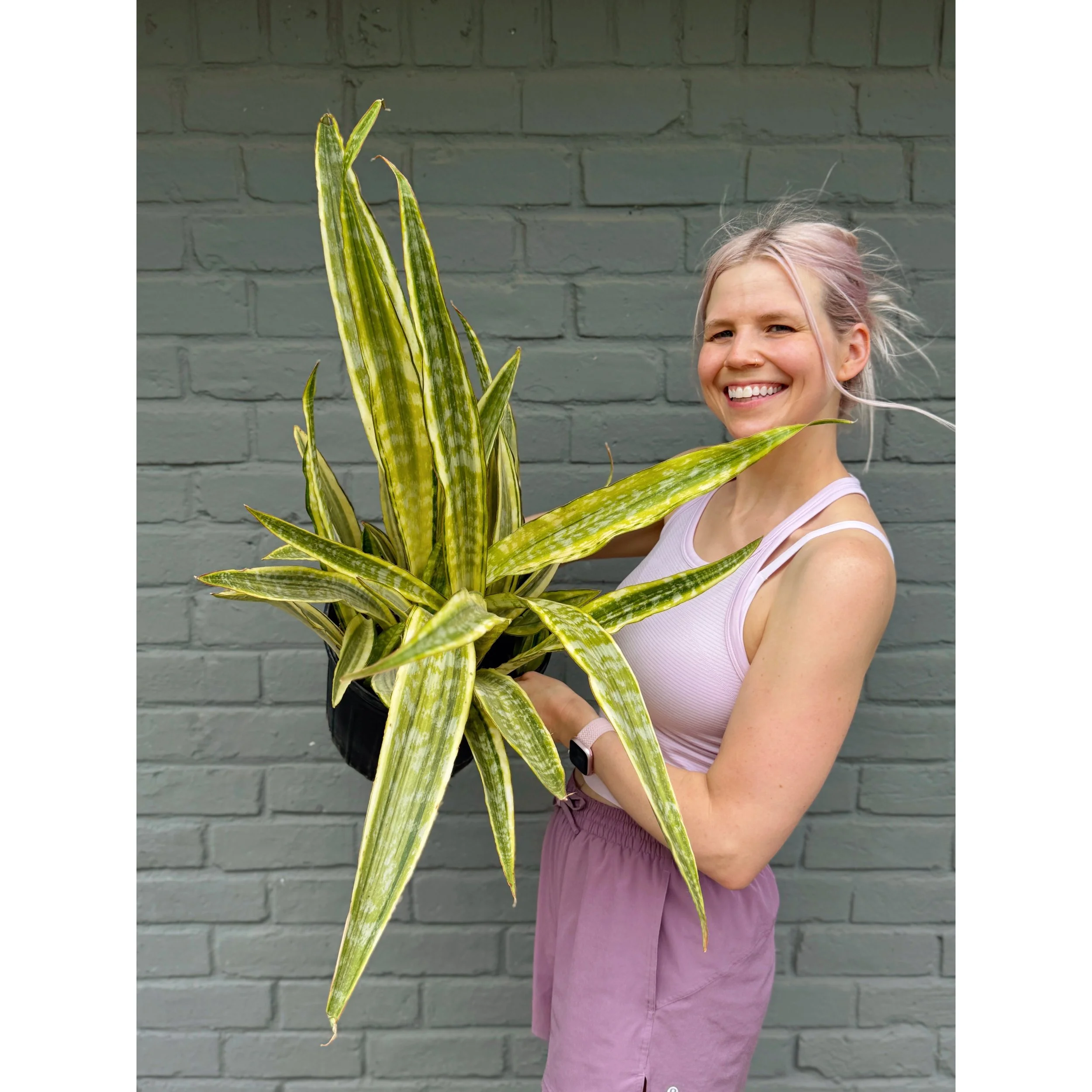 Sansevieria Aubrytiana 'Lauren'