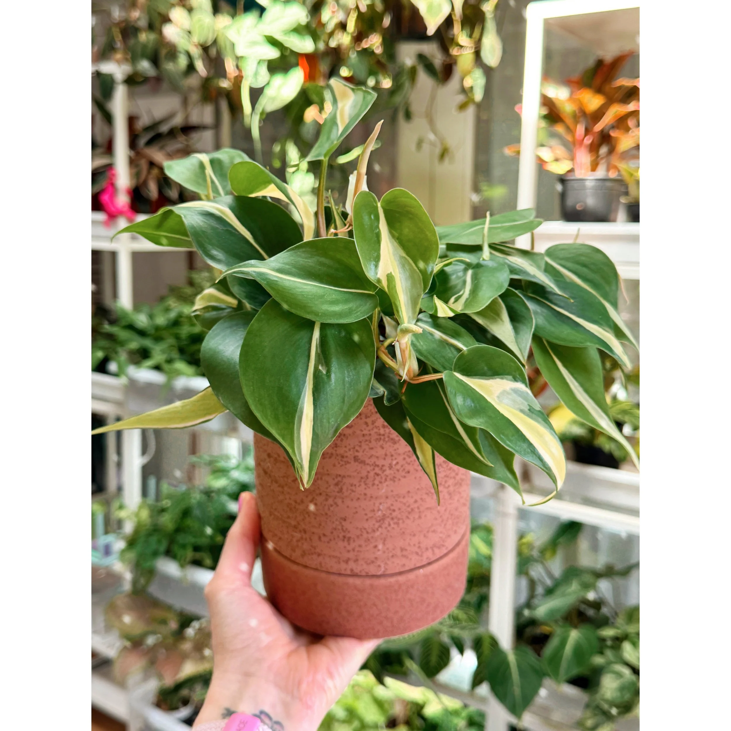 Philodendron Hederaceum 'Rio' with Bardo Pot