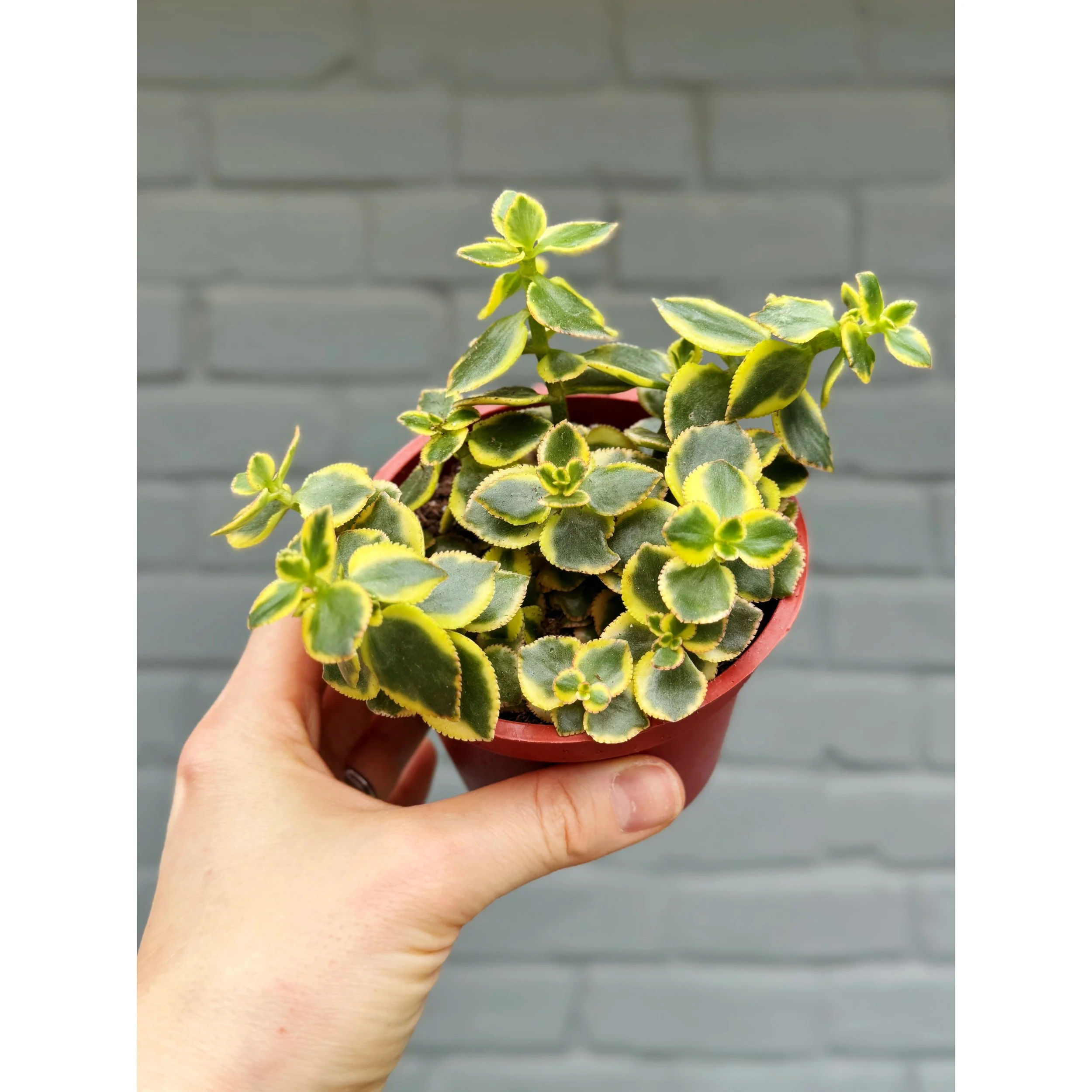 Crassula Sarmentosa 'Comet'