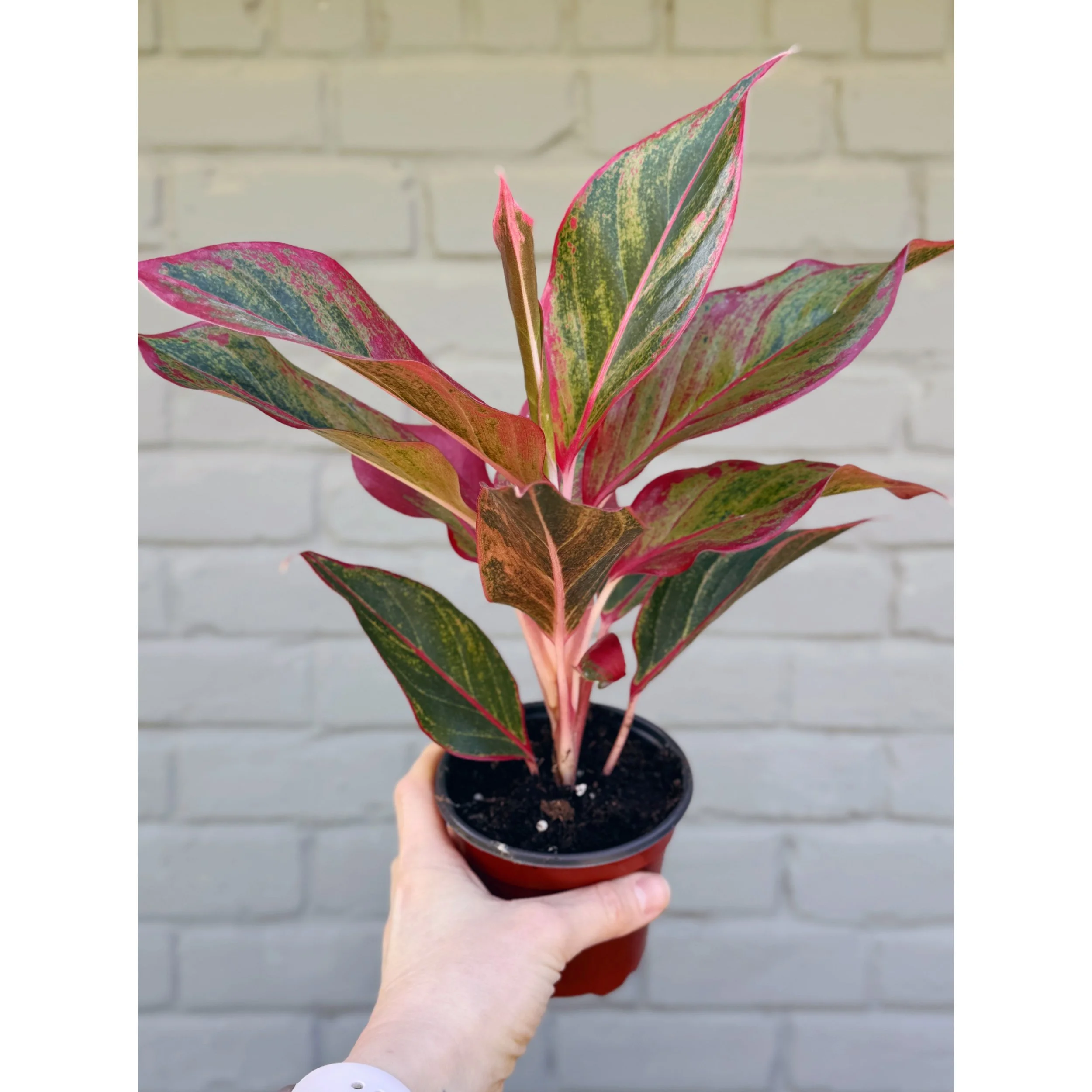 Aglaonema Hybrid 'Red Creta'