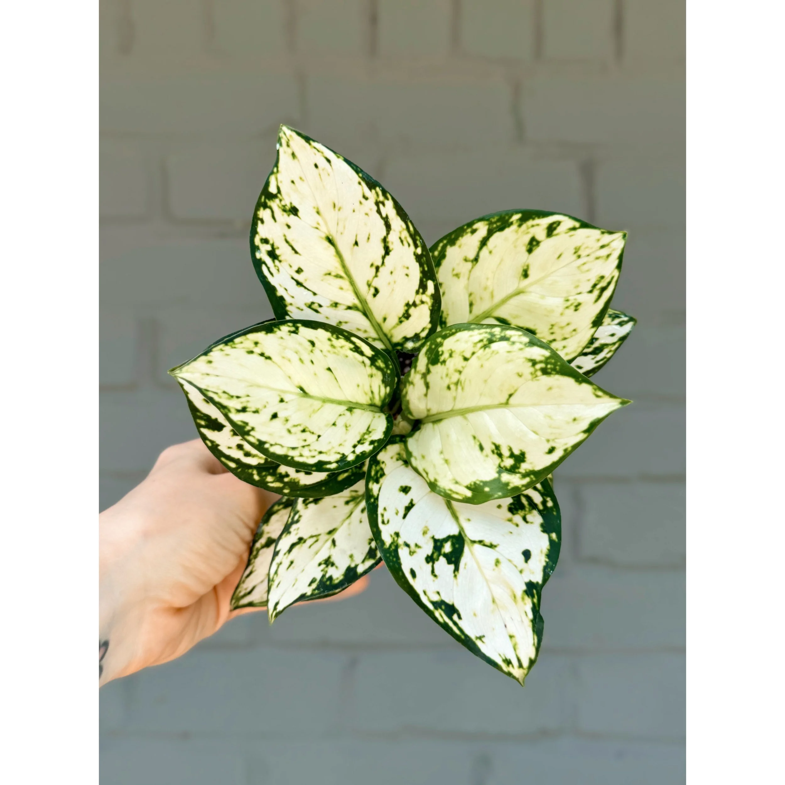 Aglaonema Hybrid 'White Pearl'