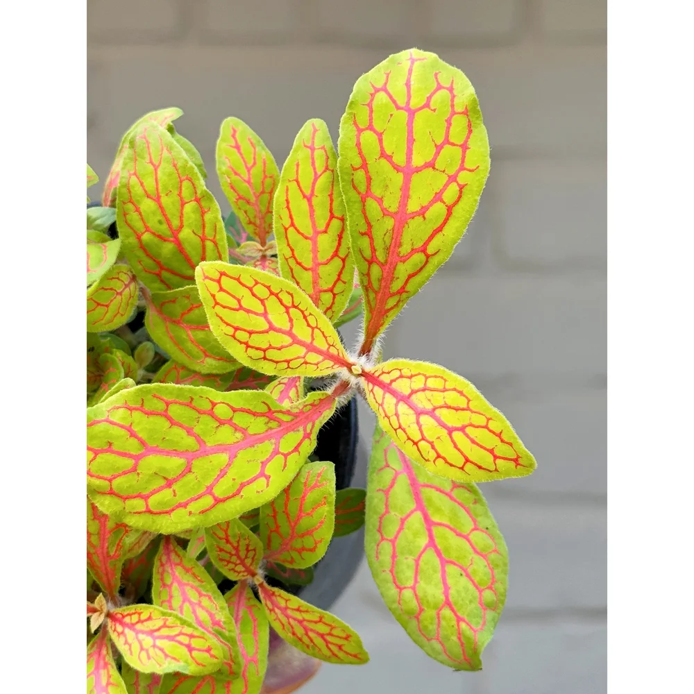 snake plant purchase Snake Plant – Buy Low-Maintenance Indoor Plant Online