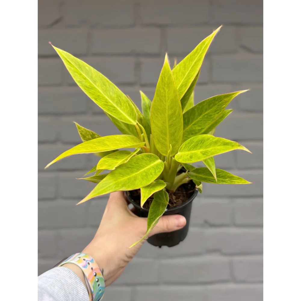 Philodendron 'Calkins Gold' 4"  Stayin' Alive Succulents