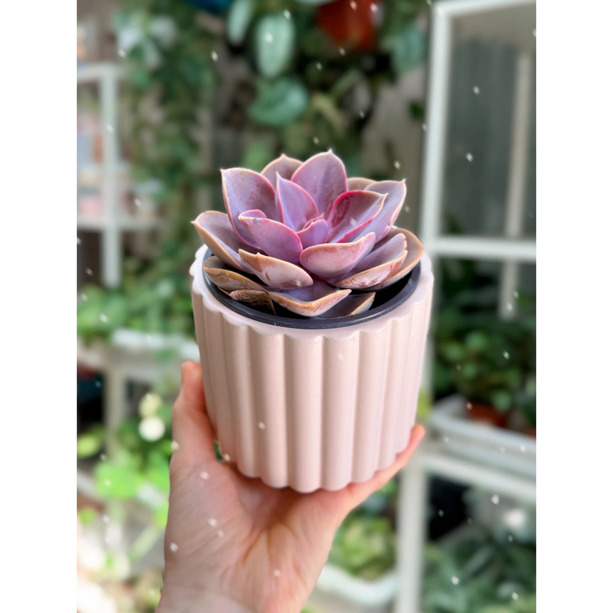 pink fluted pot with pvn