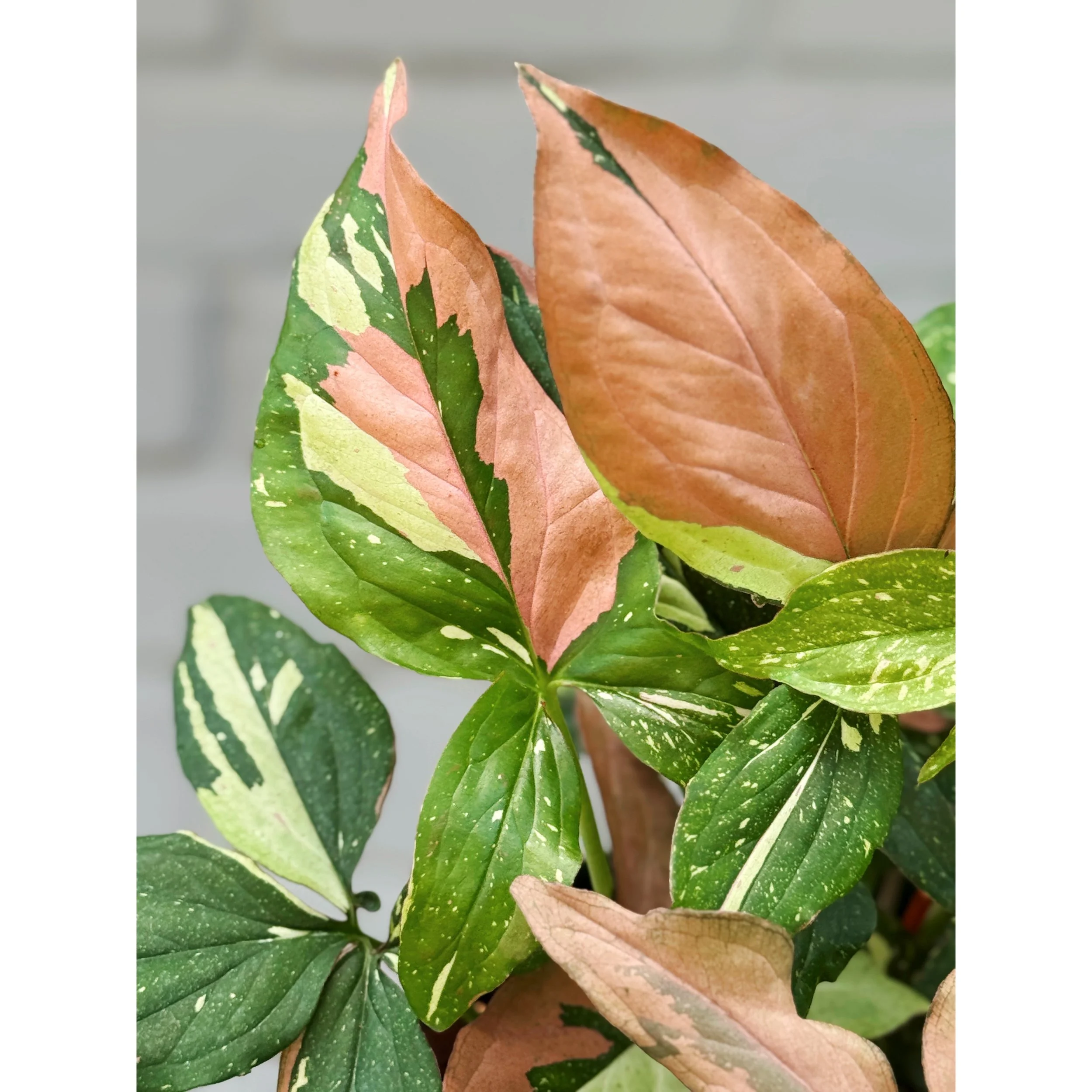 Syngonium 'Tricolor'