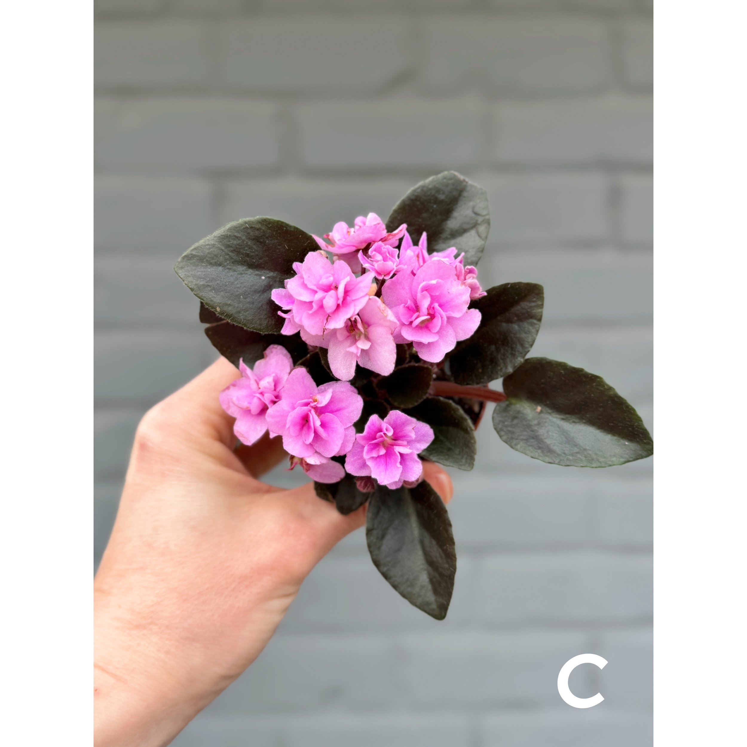 Variegated African Violets Pink