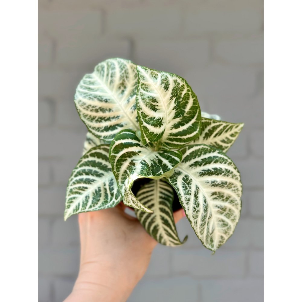 Aphelandra Squarrosa - Zebra Plant 'Snow White'  Stayin' Alive Succulents