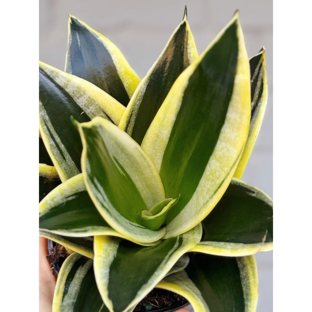 Sansevieria Trifasciata Lotus Hahnii  Stayin' Alive Succulents