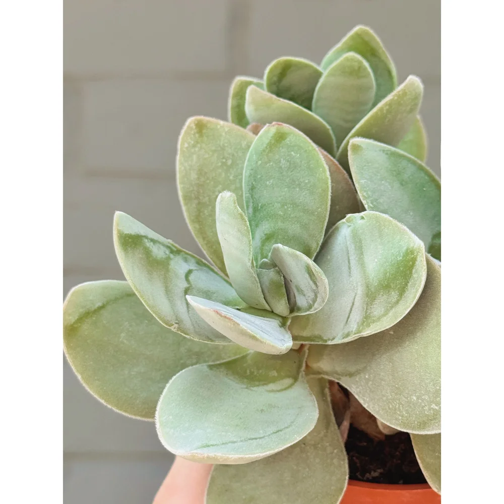 Crassula Cotyledonis 'Thunberg' 4