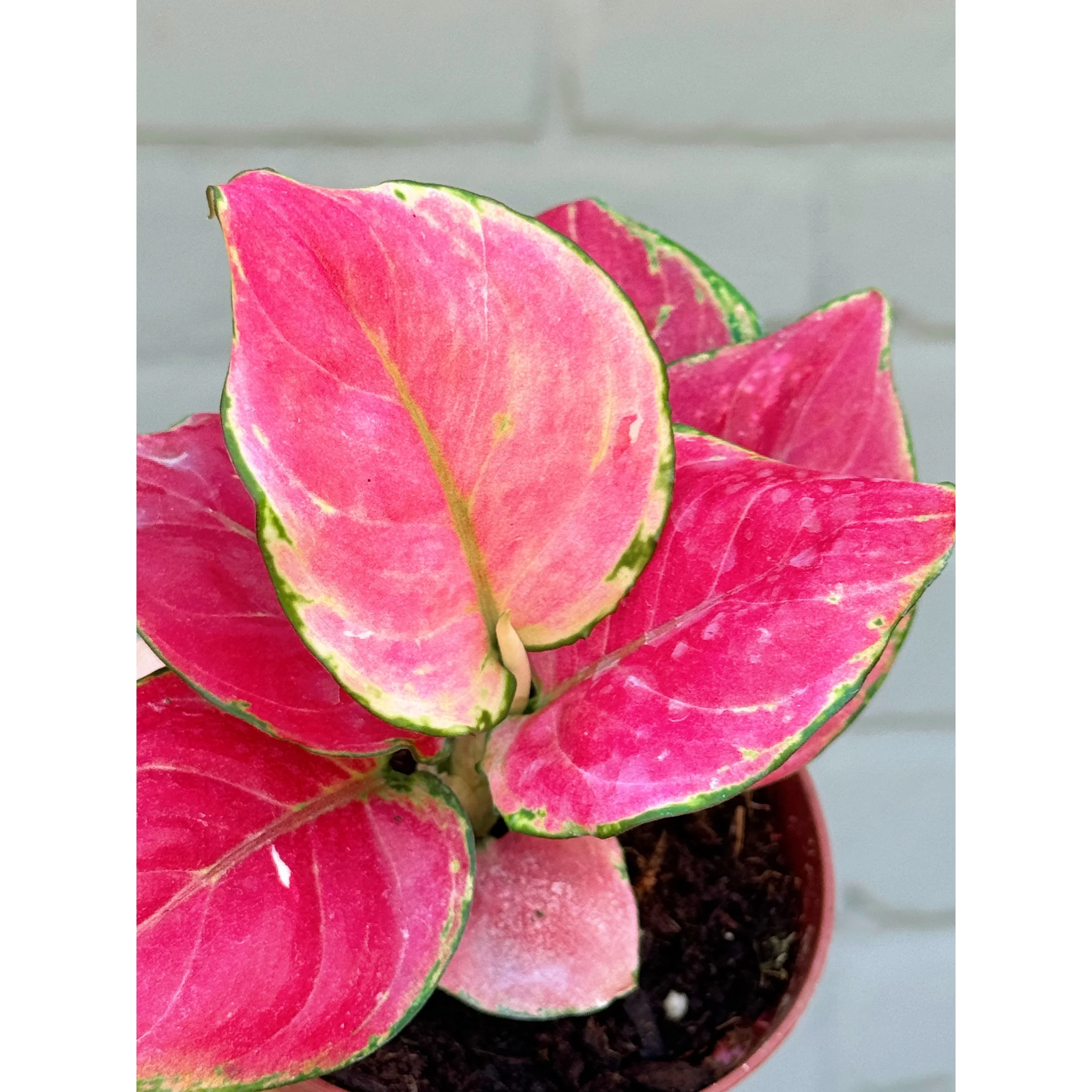 Aglaonema Hybrid 'Geely Red'
