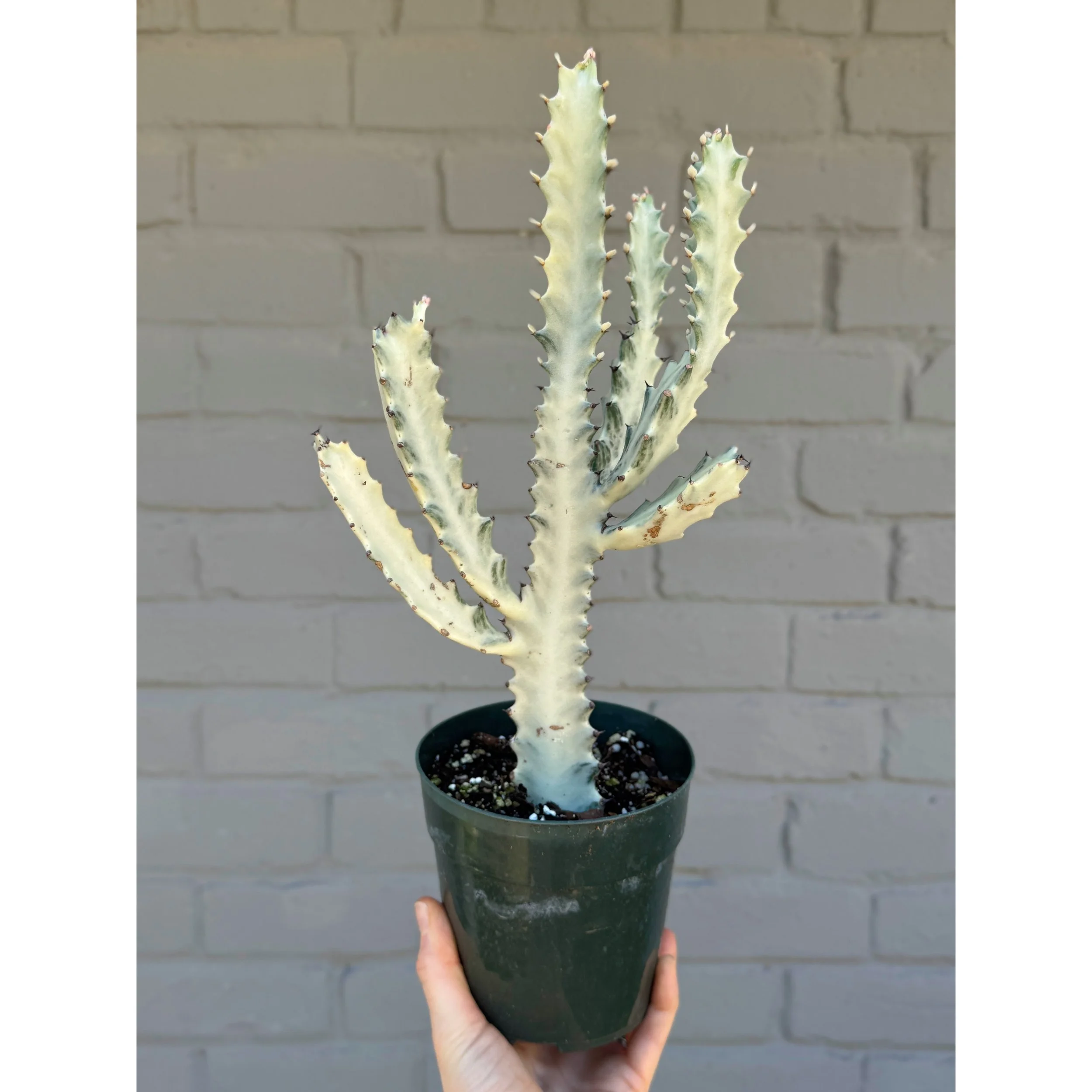 Euphorbia Lactea Variegata 'White Ghost' 5"