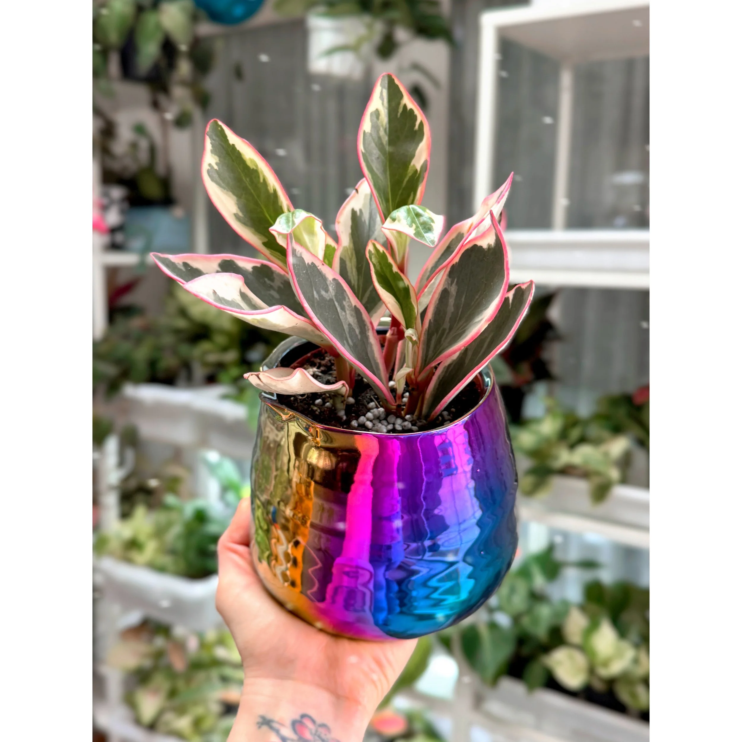 Peperomia 'White Ginny' in Tegan Rainbow Metallic Pot