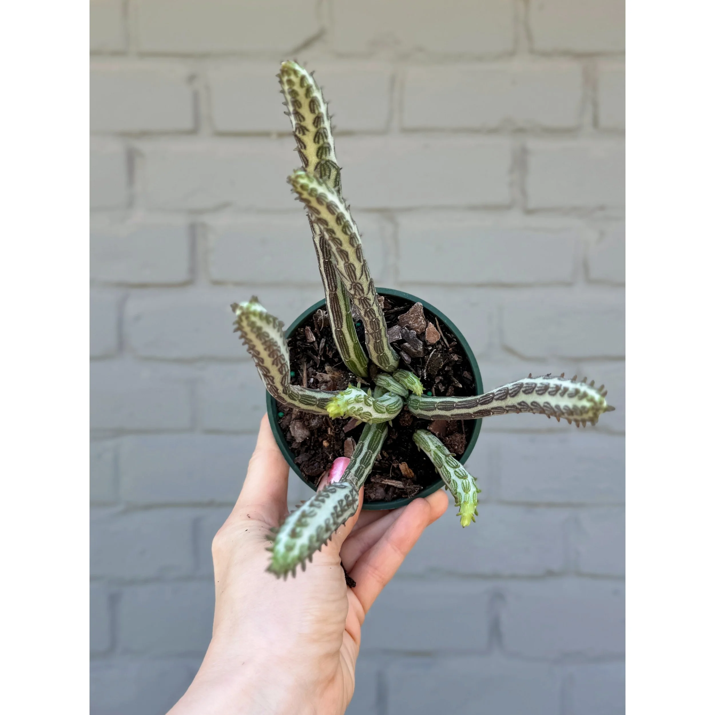 Senecio Stapeliiformis 'Pickle Plant'