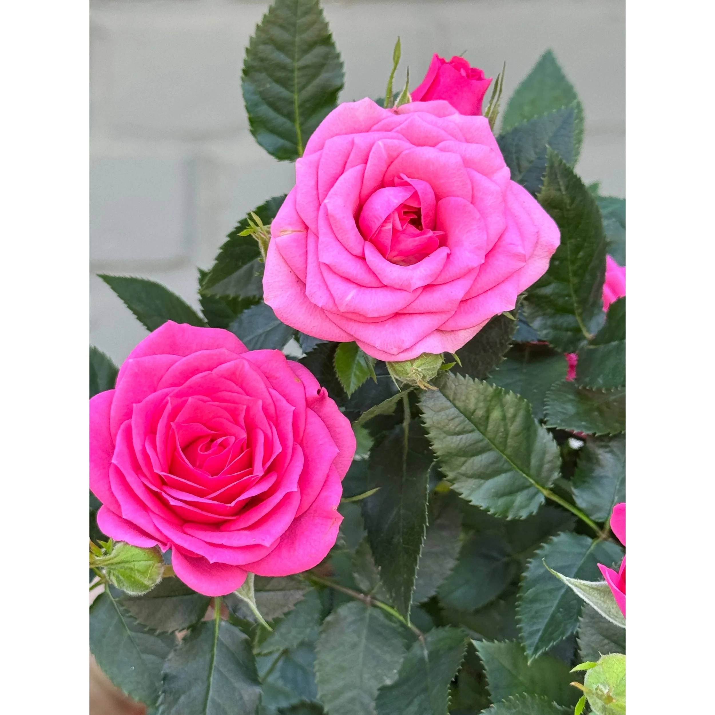 Pink Rose Bush