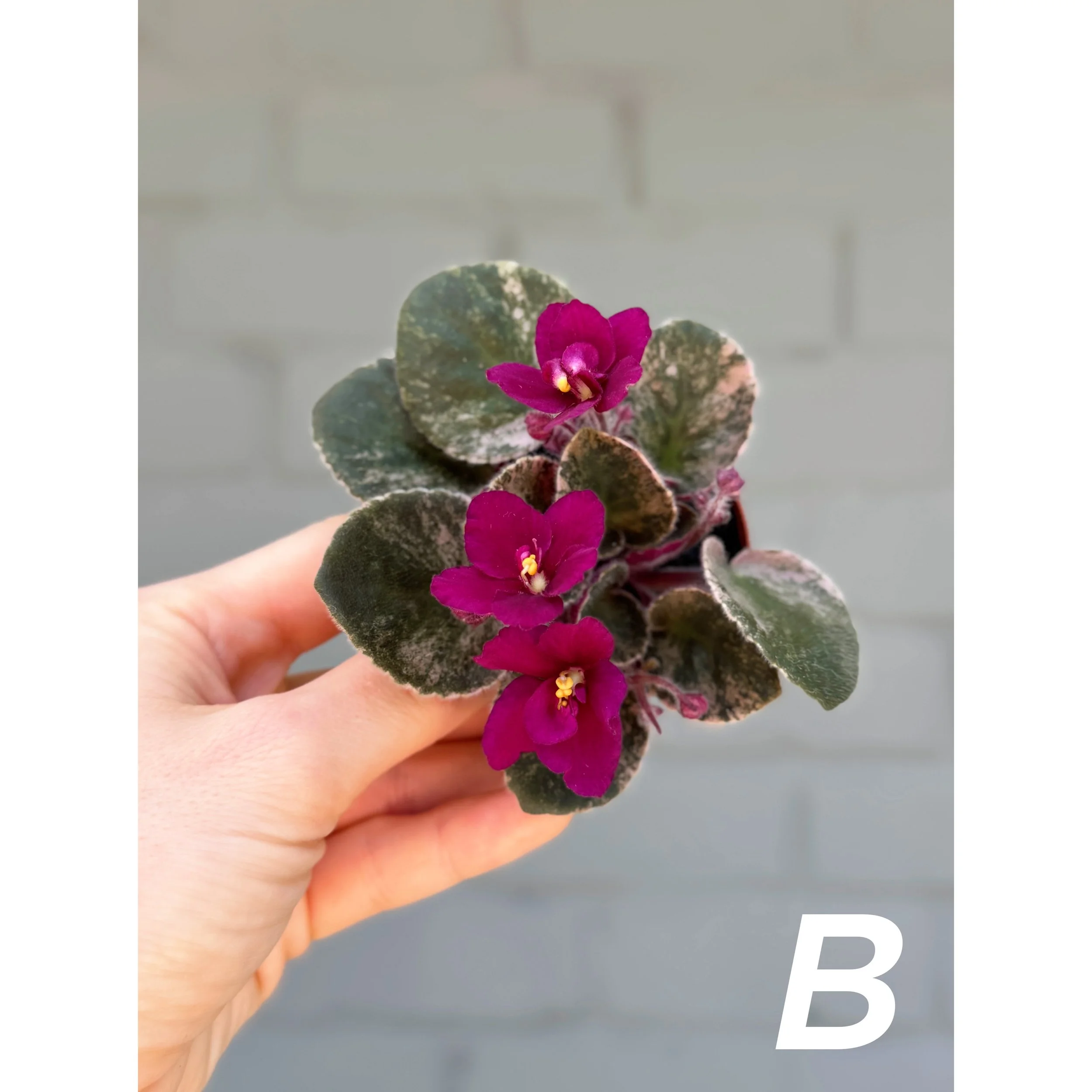 Variegated African Violets Magenta