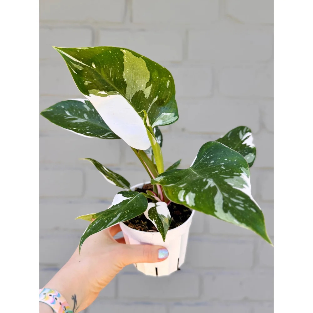 Philodendron White Princess 4"  Stayin' Alive Succulents