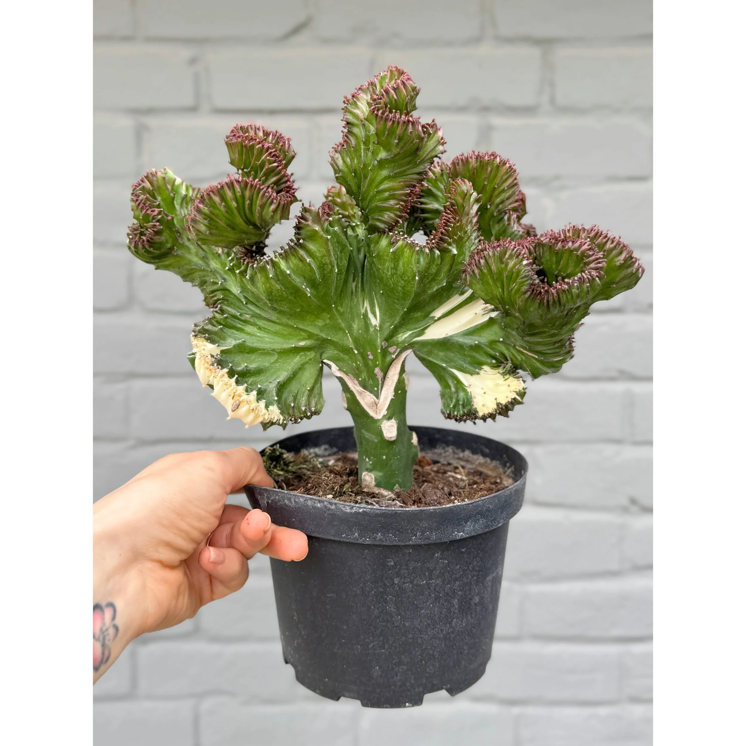 Grafted Coral Cactus 'Mermaid Tail' - Dark Green and Burgundy Variegated