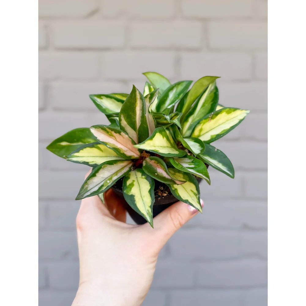 Hoya Carnosa Krimson Princess 4