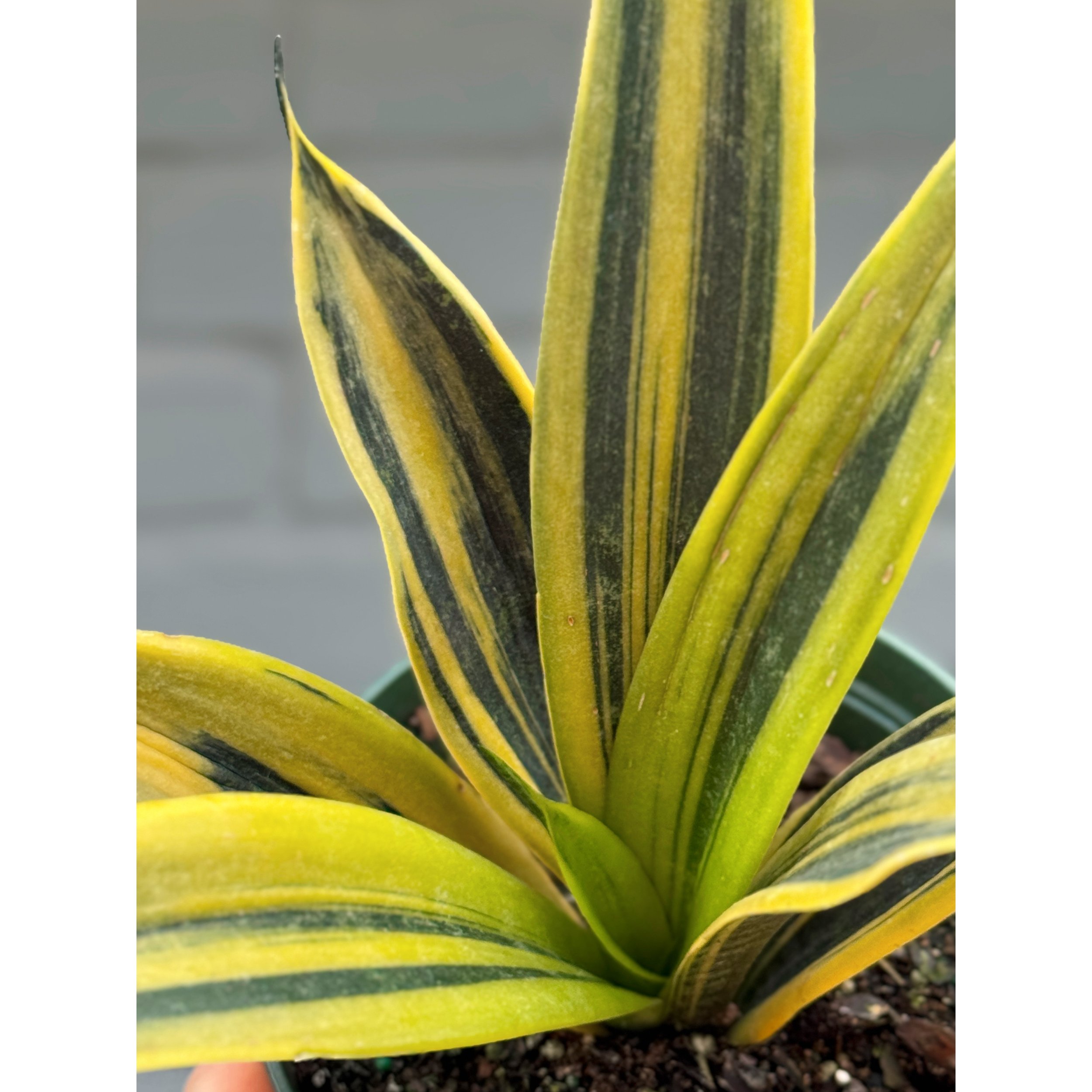 Sansevieria Trifasciata ‘Golden Flame’