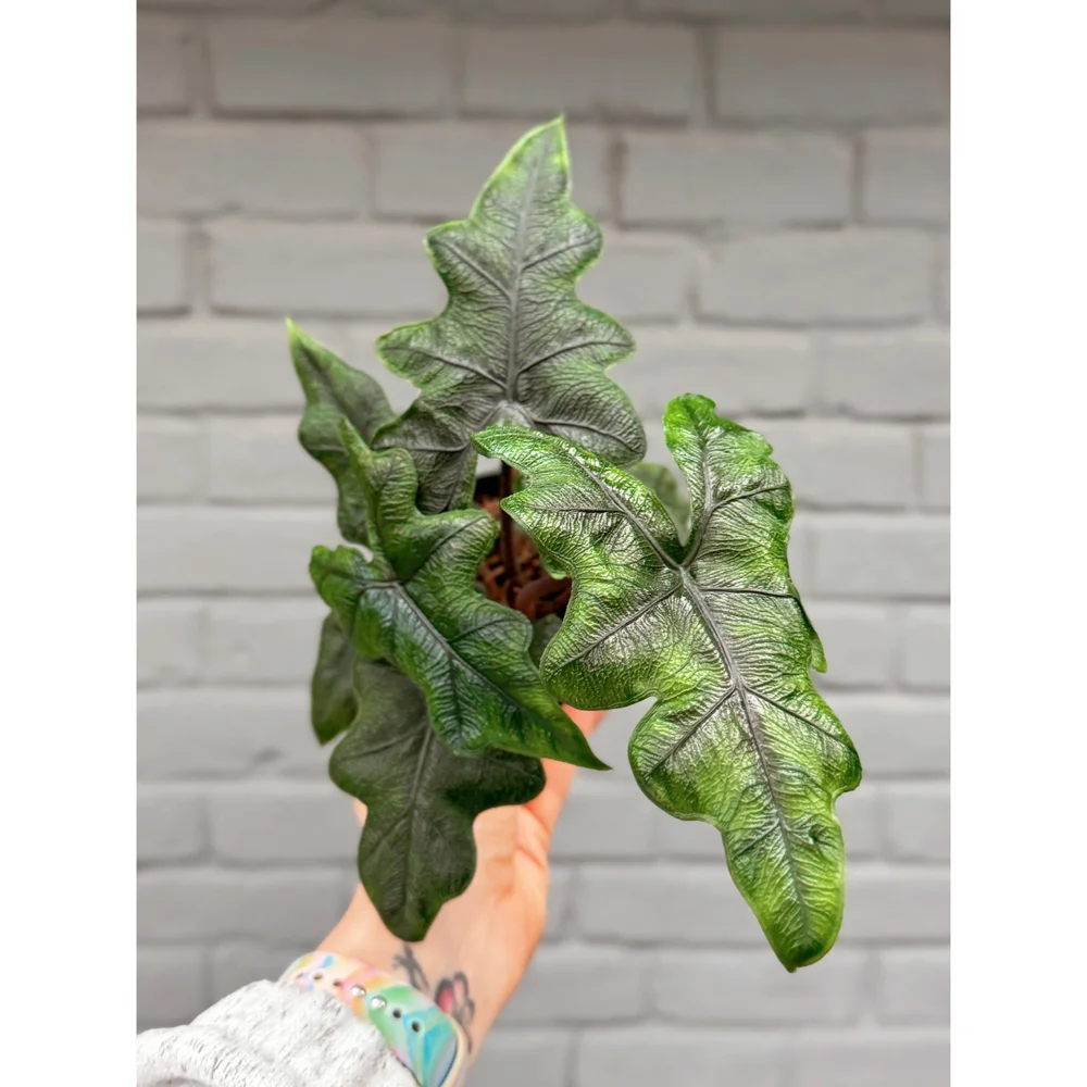 Alocasia 'Jacklyn' 4