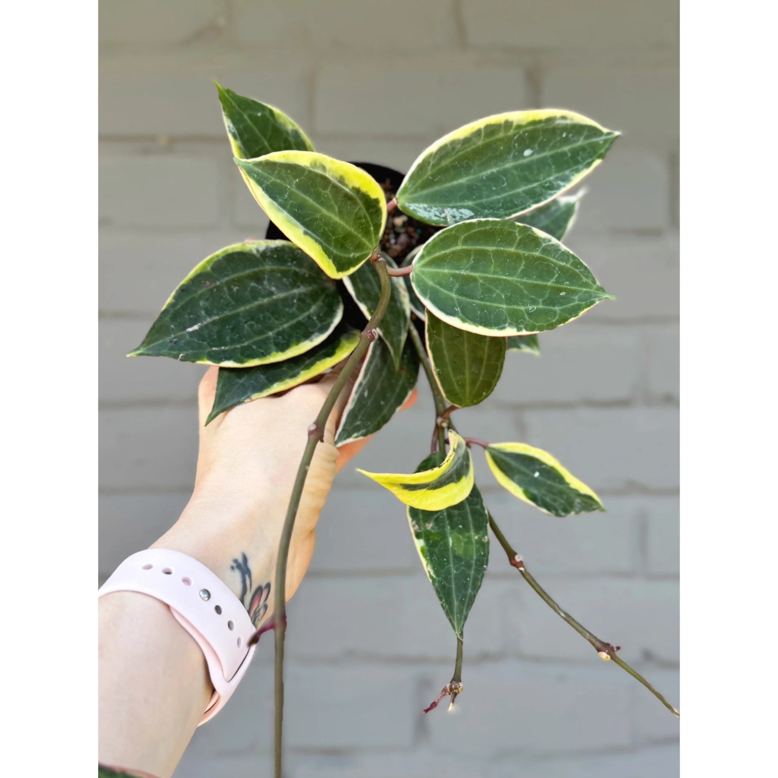 Hoya Macrophylla Variegata