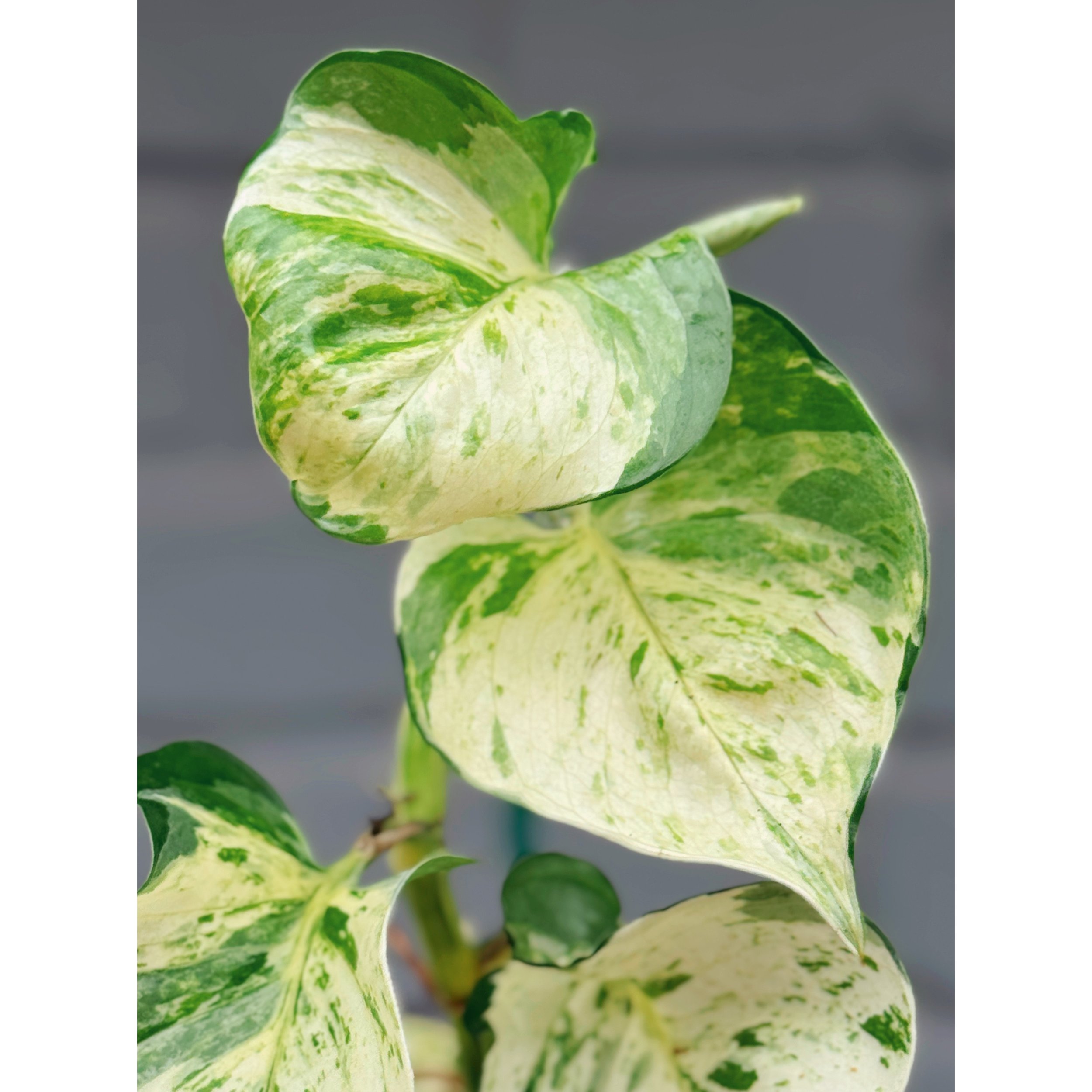 Epipremnum Aureum 'Manjula' Pothos